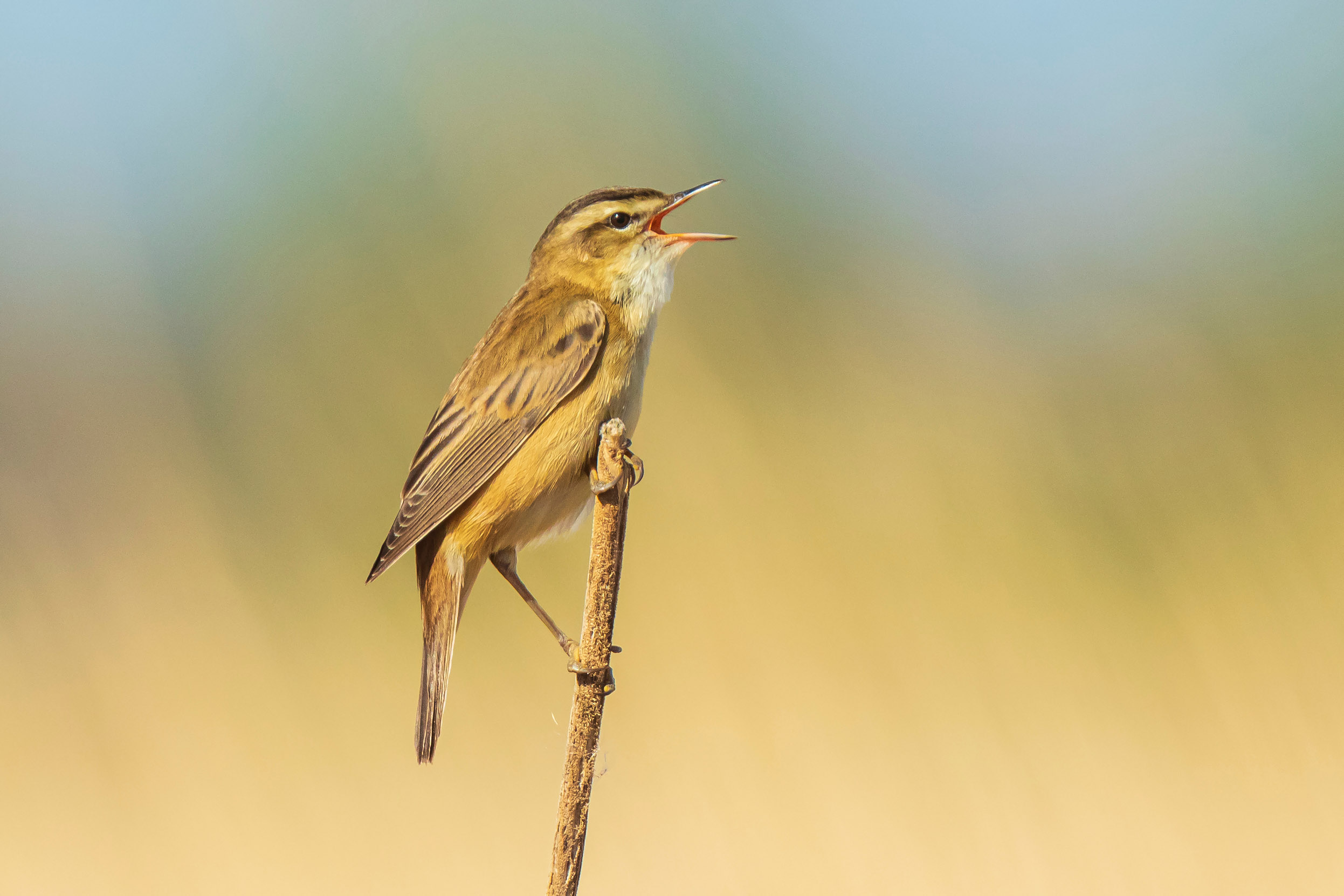 A lone Sedge Warbler perched on an upright stick.