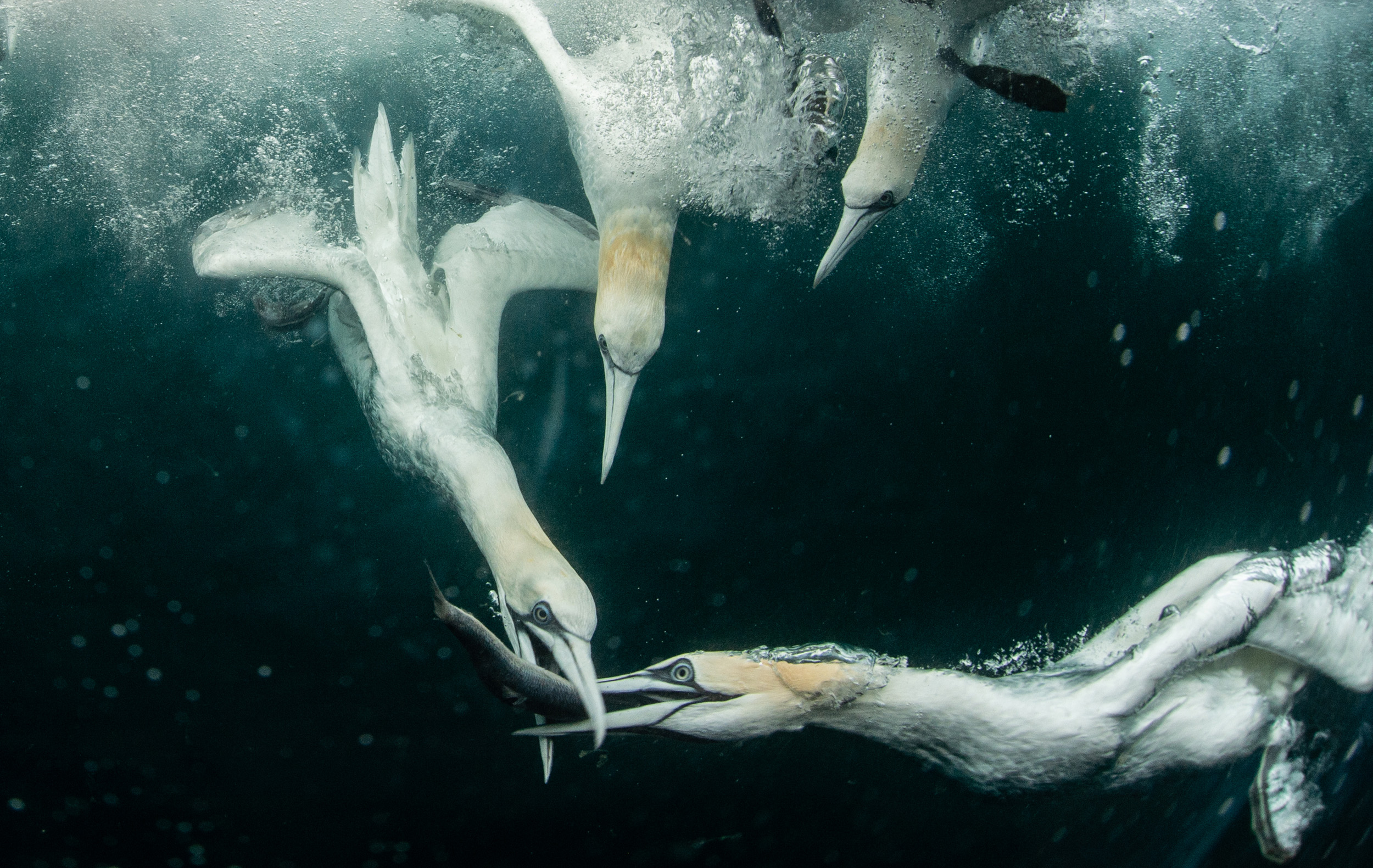 A group of Gannets diving underwater for fish.