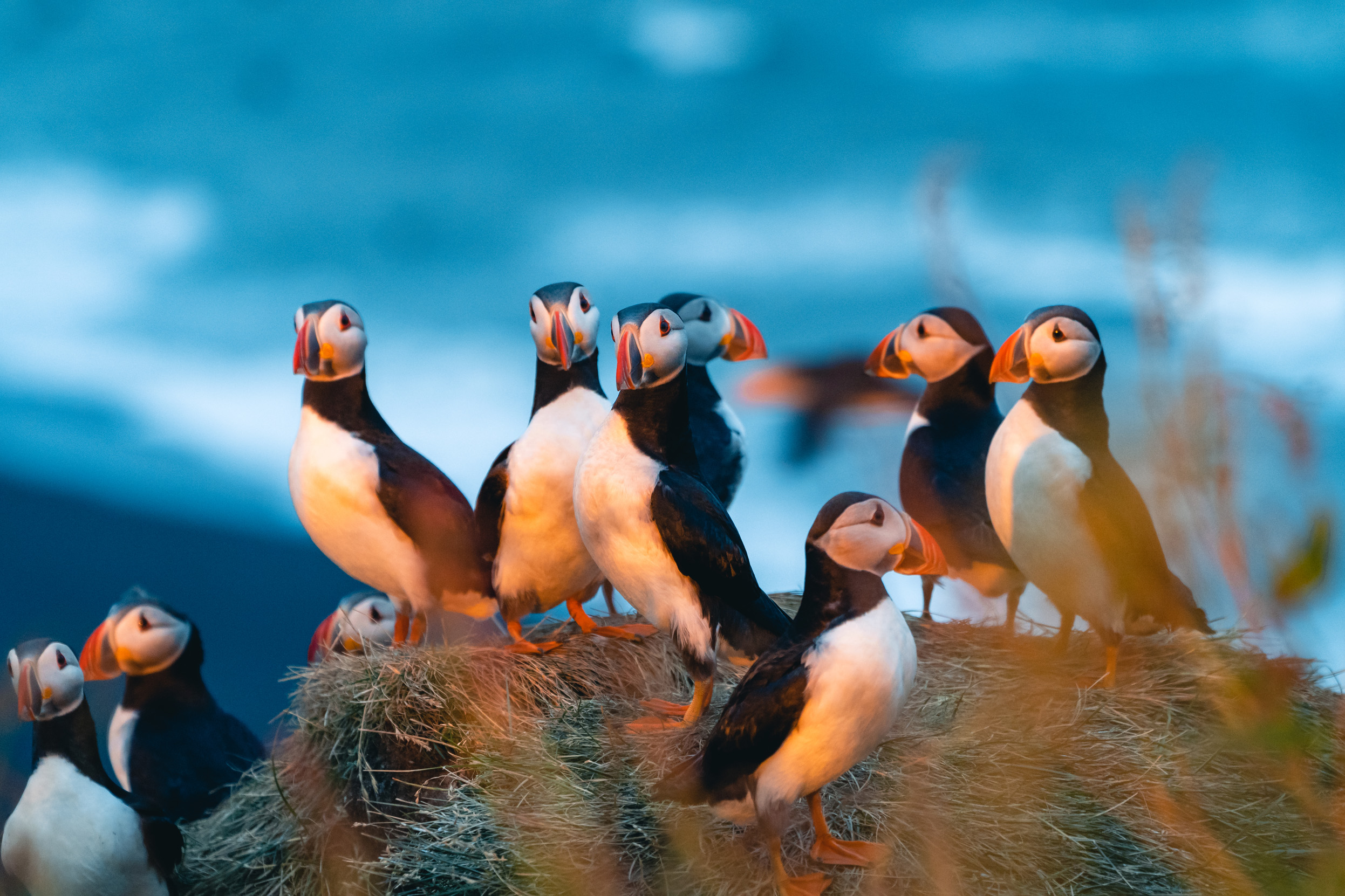 A large group of Puffins stood on a rock by the sea in early morning light.