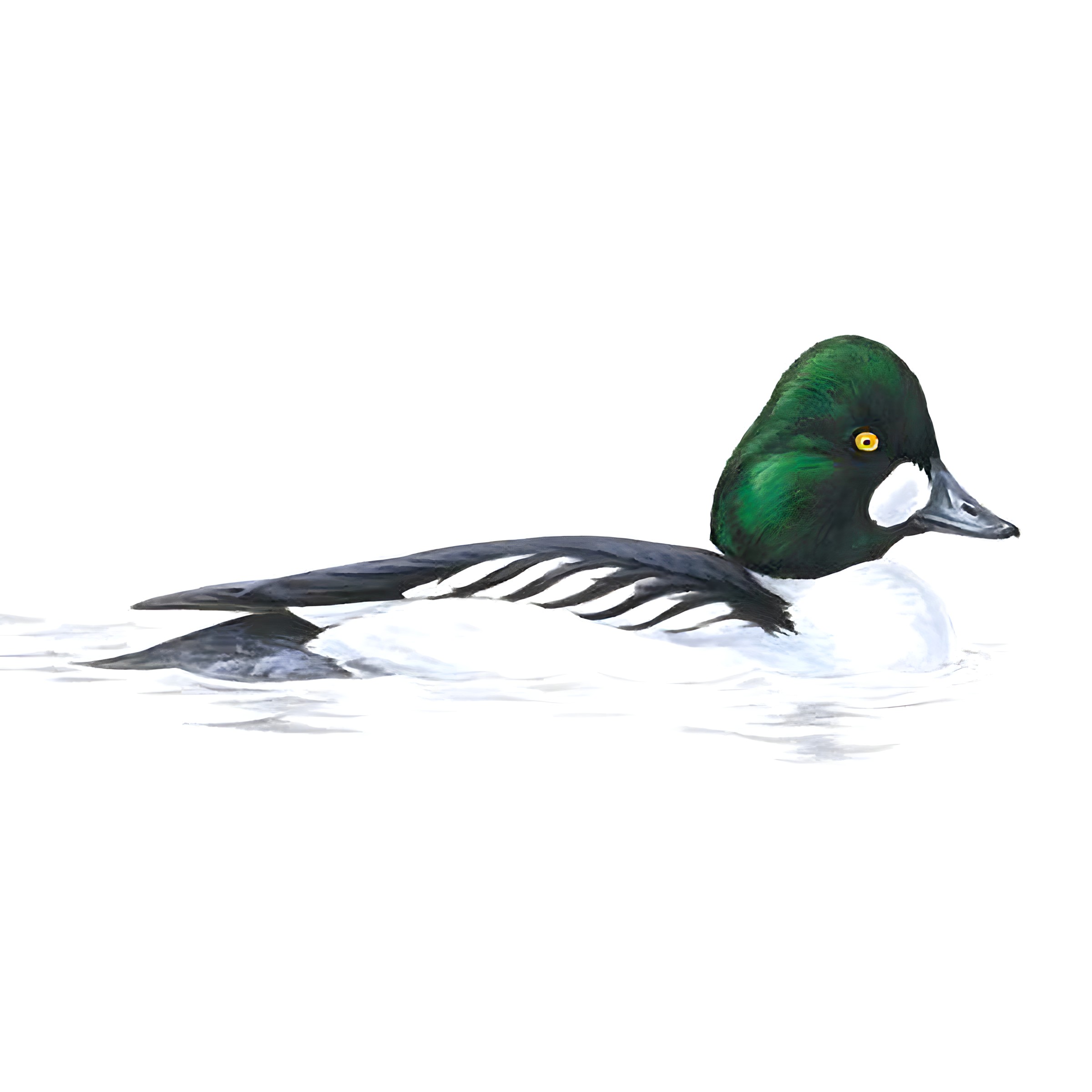 Goldeneye Duck Facts