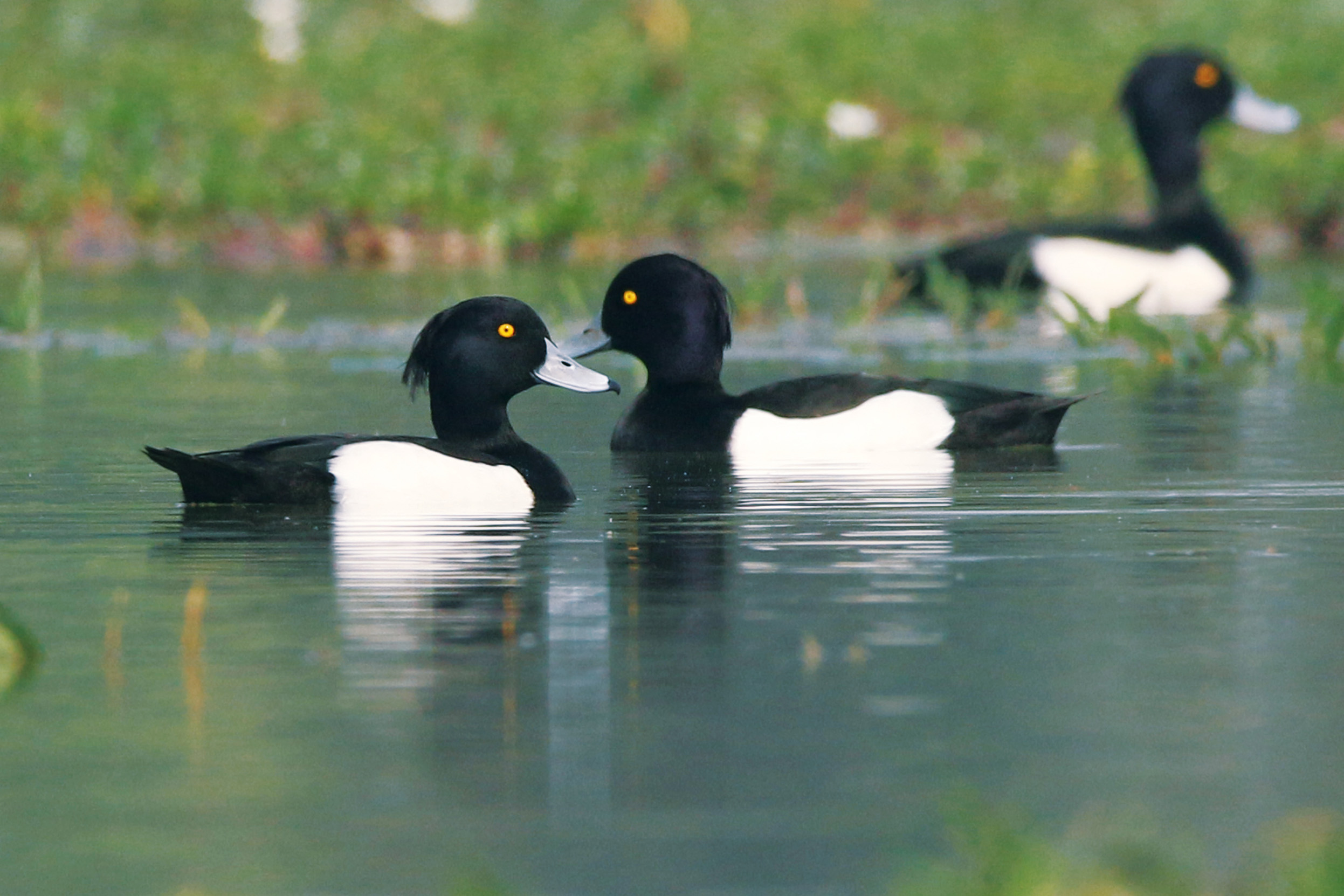 Three male Tufted Ducks sat together on murky waters surrounded by grassy banks.