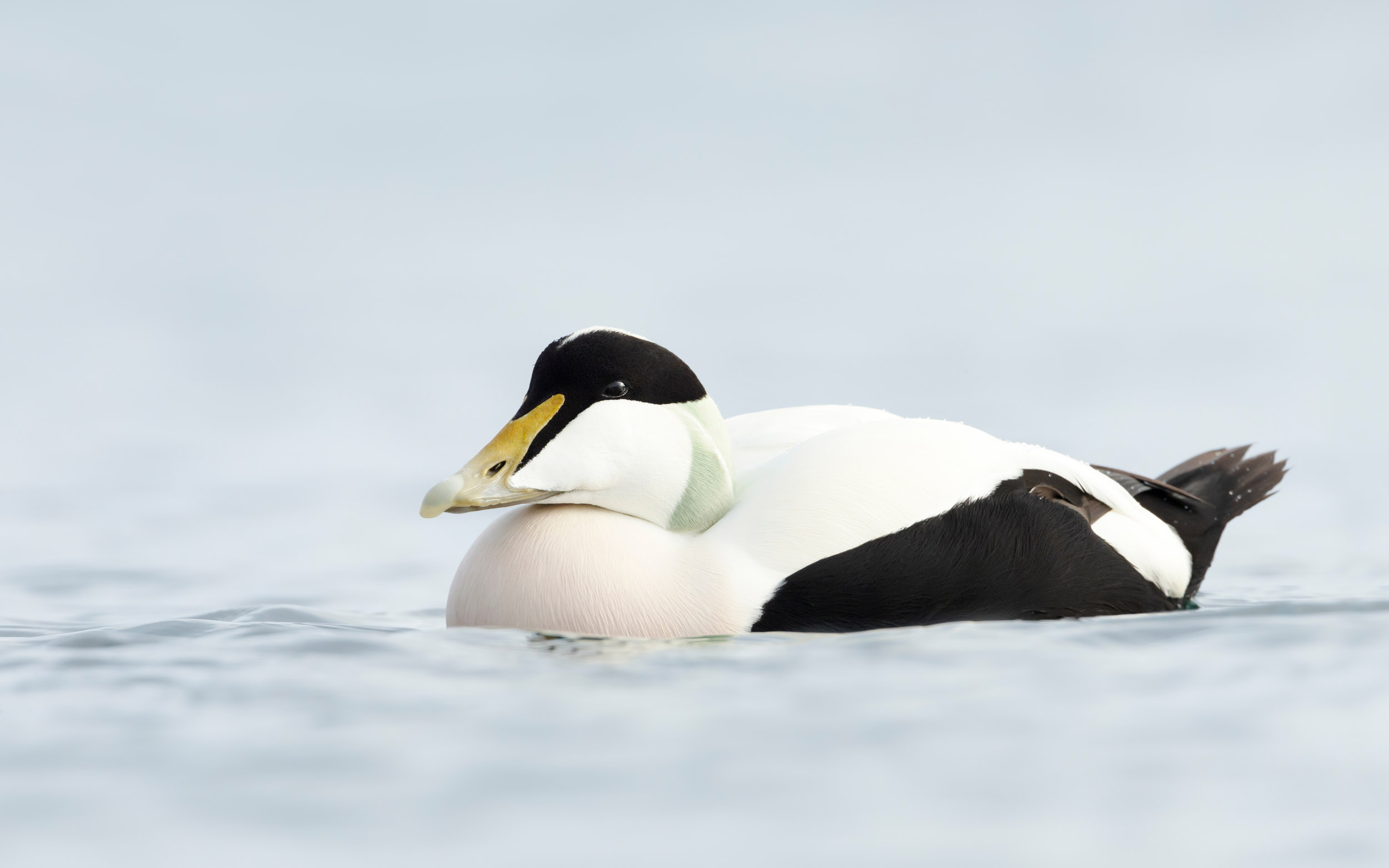 A male Eider Duck swimming on a body of water.