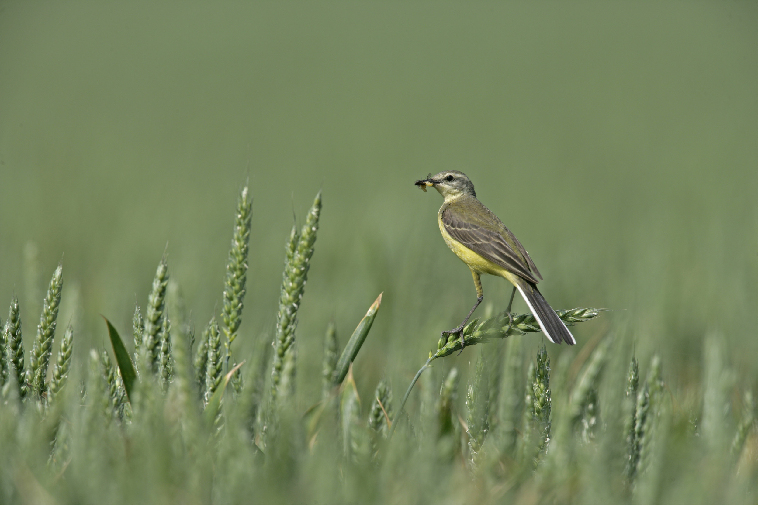 A female Yellow Wagtail stood in the long grass with an insect in her beak.