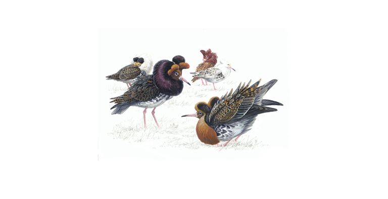 Illustration of a group of Ruffs with their summer plumage.