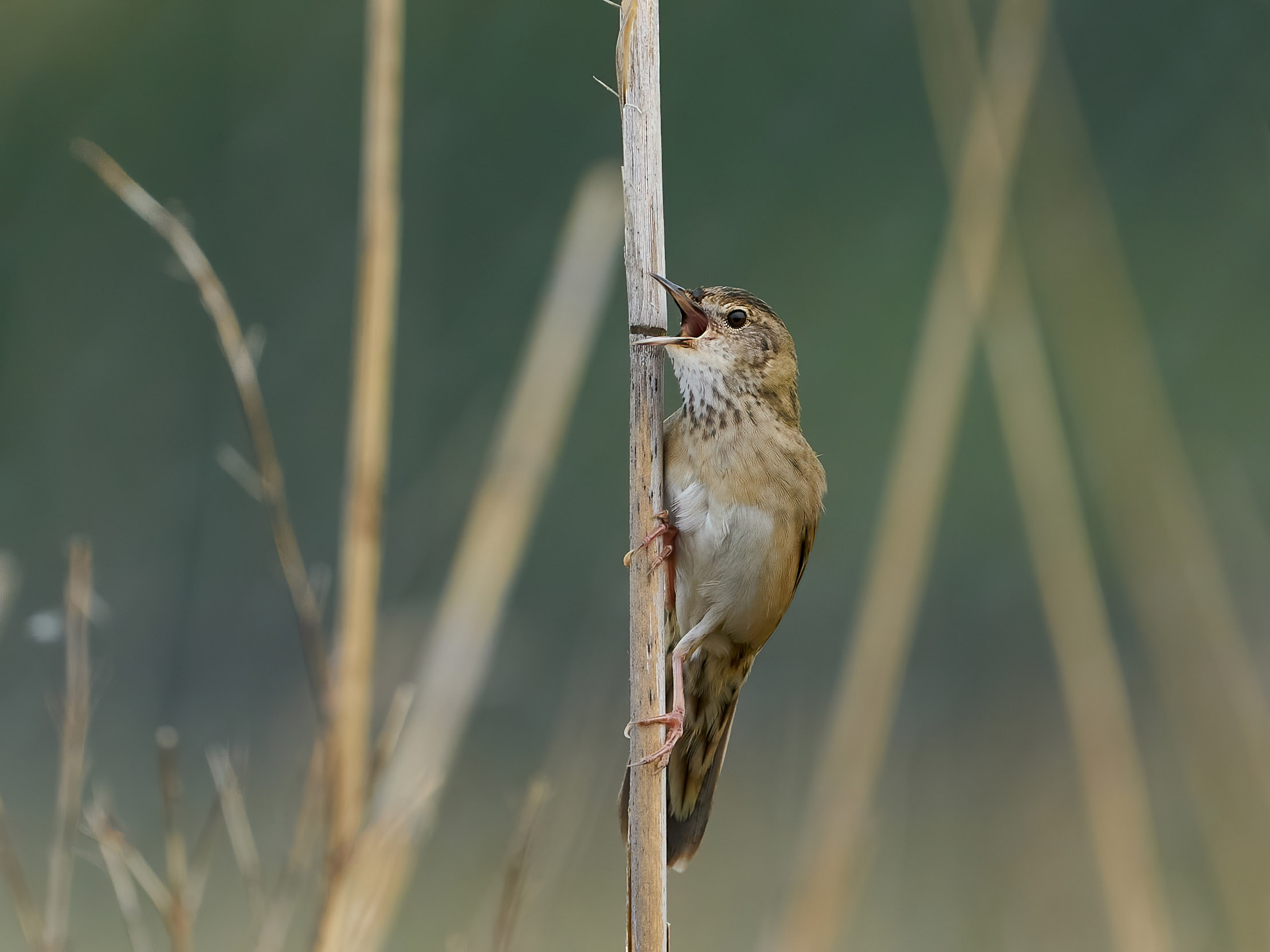 A lone Grasshopper Warbler sat within reeds.
