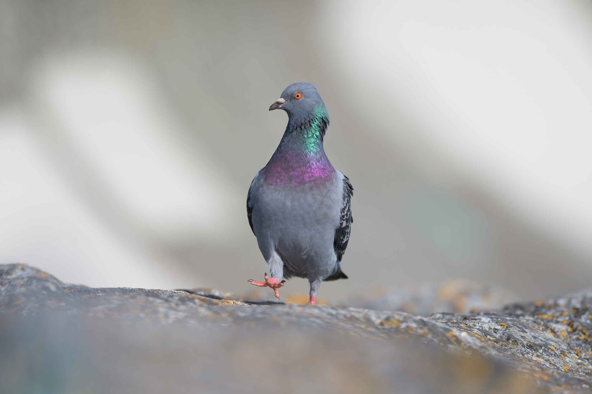 A Pigeon walking along a rock