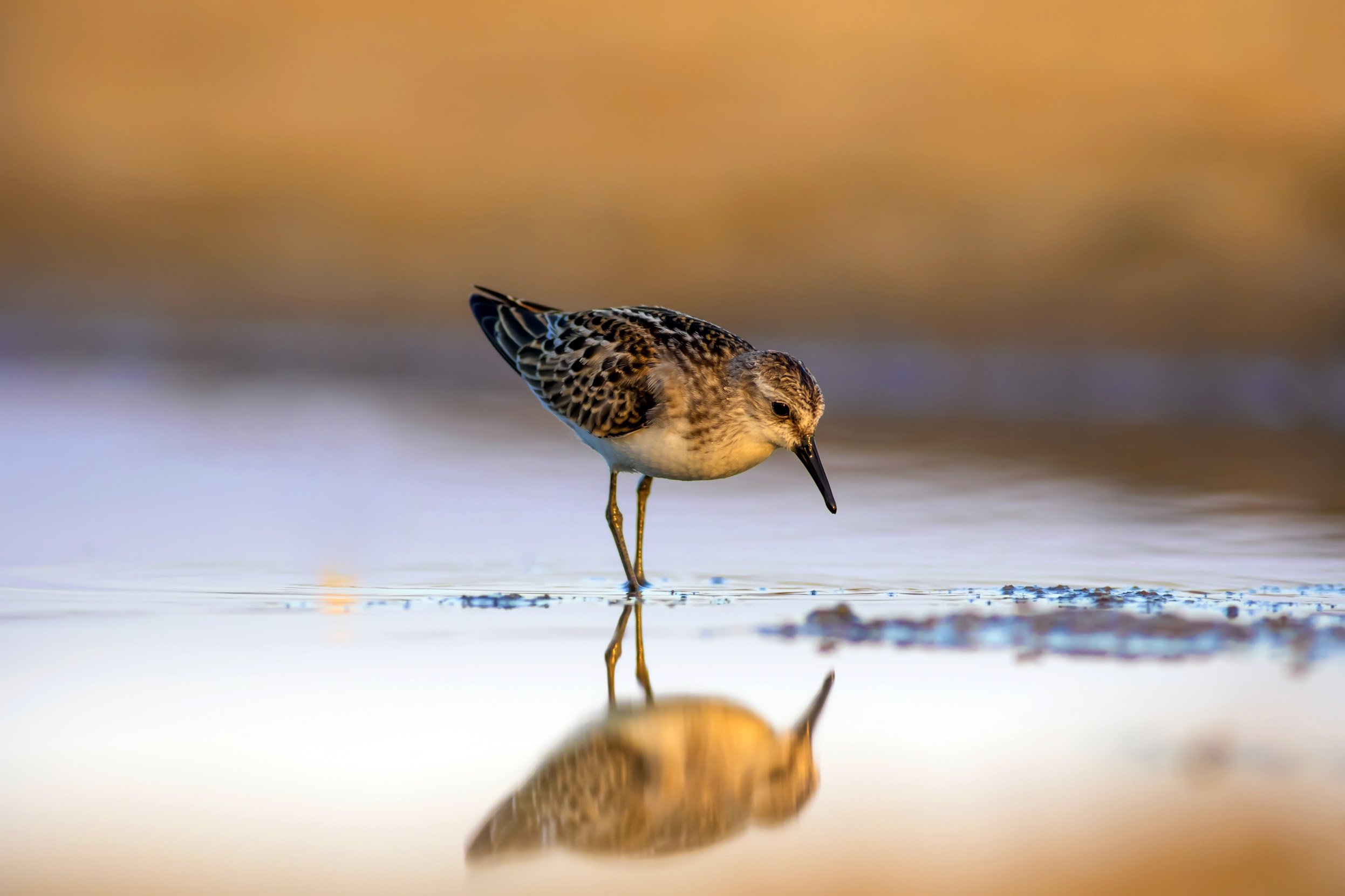 A Little Stint foraging in shallow pools of water.