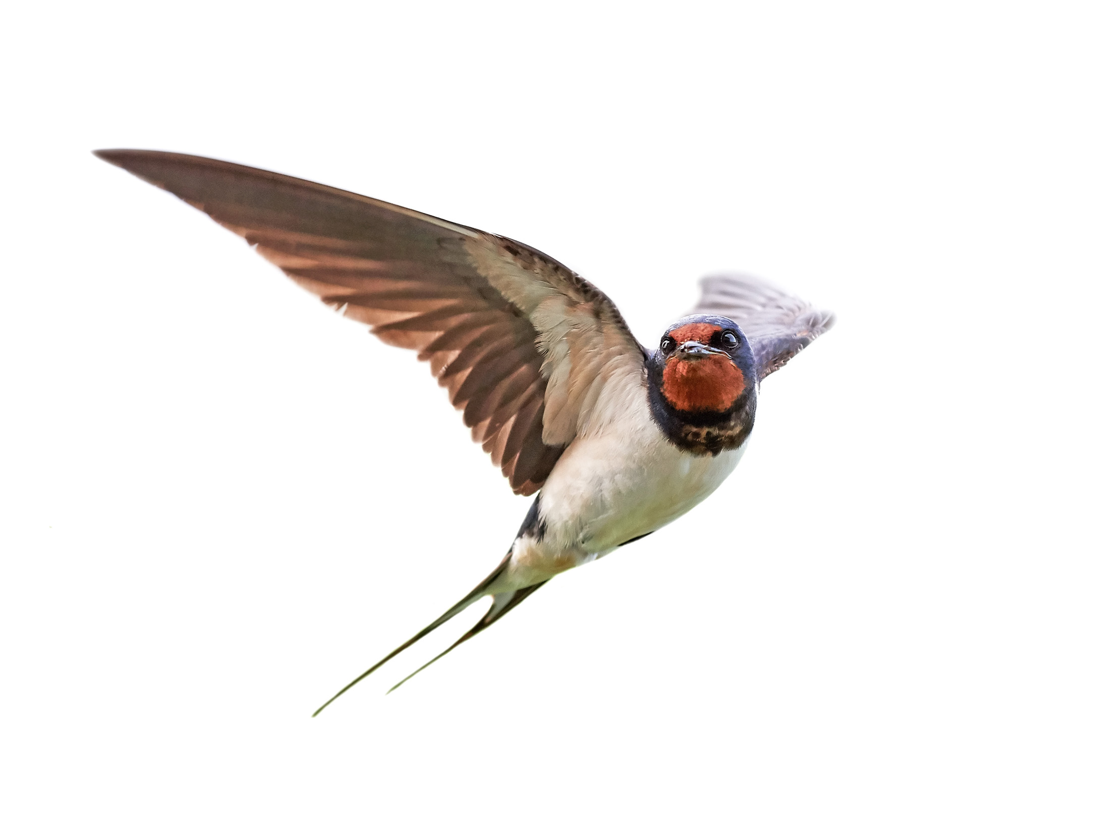 Swallow flying against a white background.