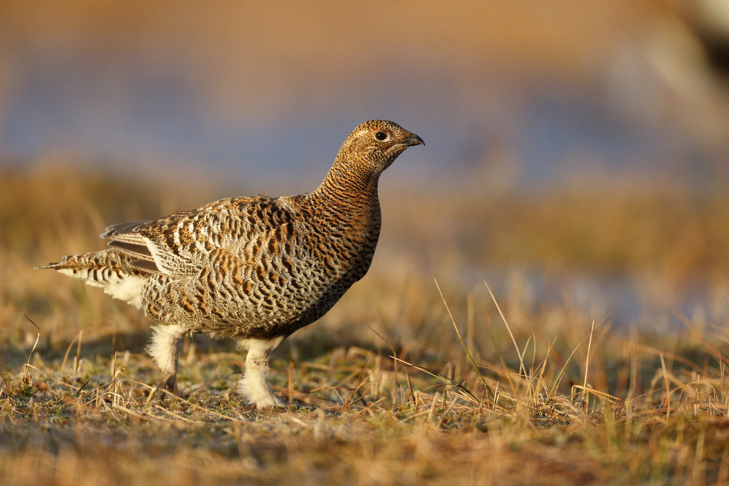 A female Black Grouse, with a mix of brown feathers, strolling across grassland.