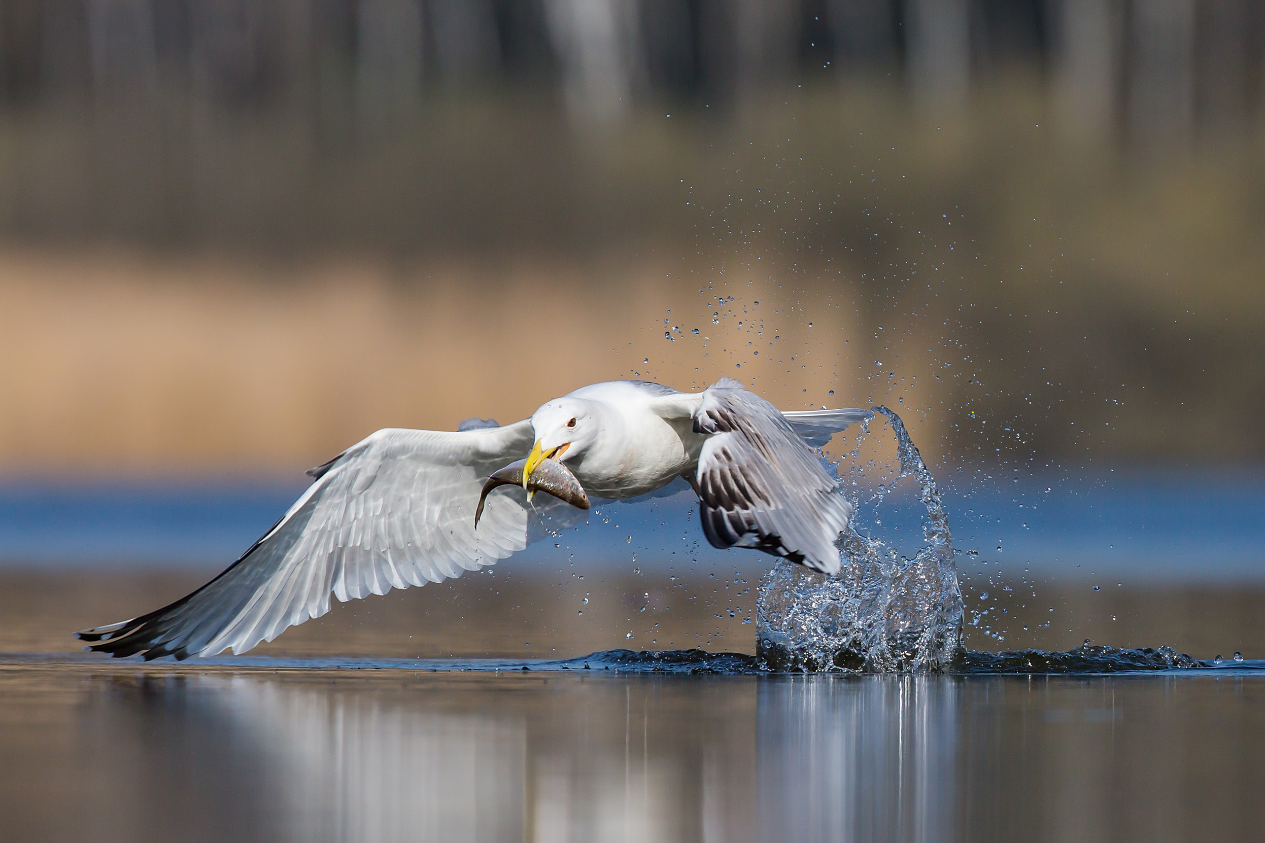 A Herring Gull flying low over a body of water after catching a fish.