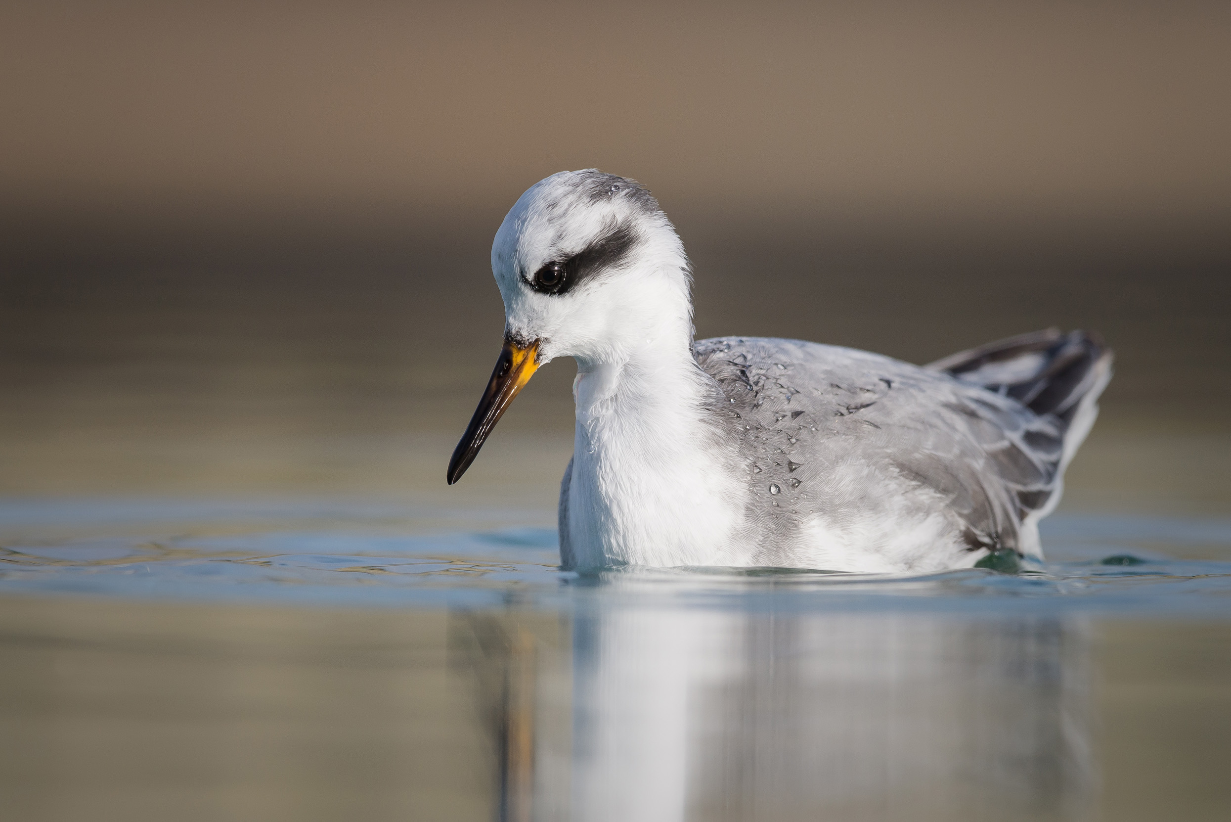 A Grey Phalarope in winter plumage swimming in water.