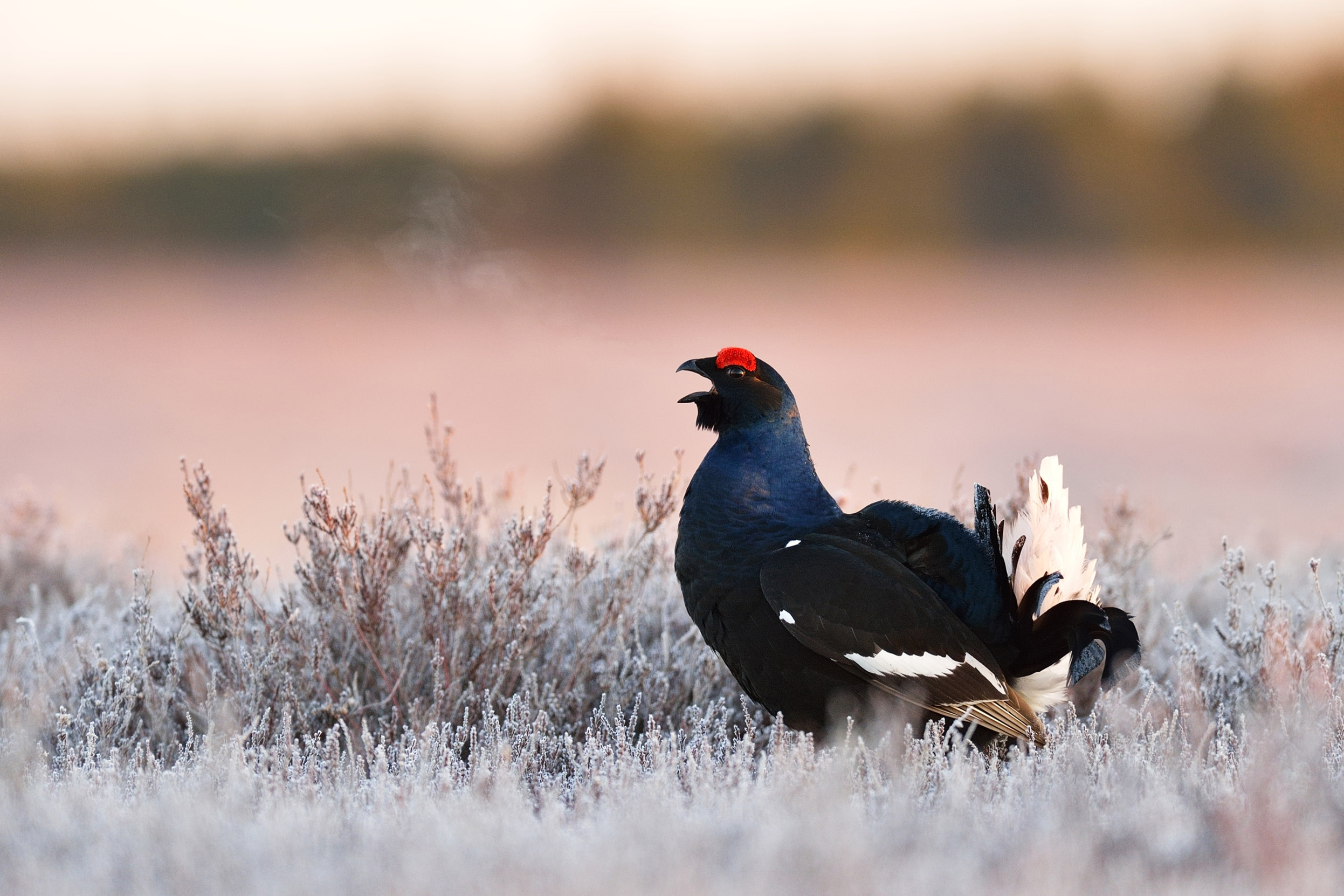A lone Black Grouse looking striking as they walk across a frosty moorland.