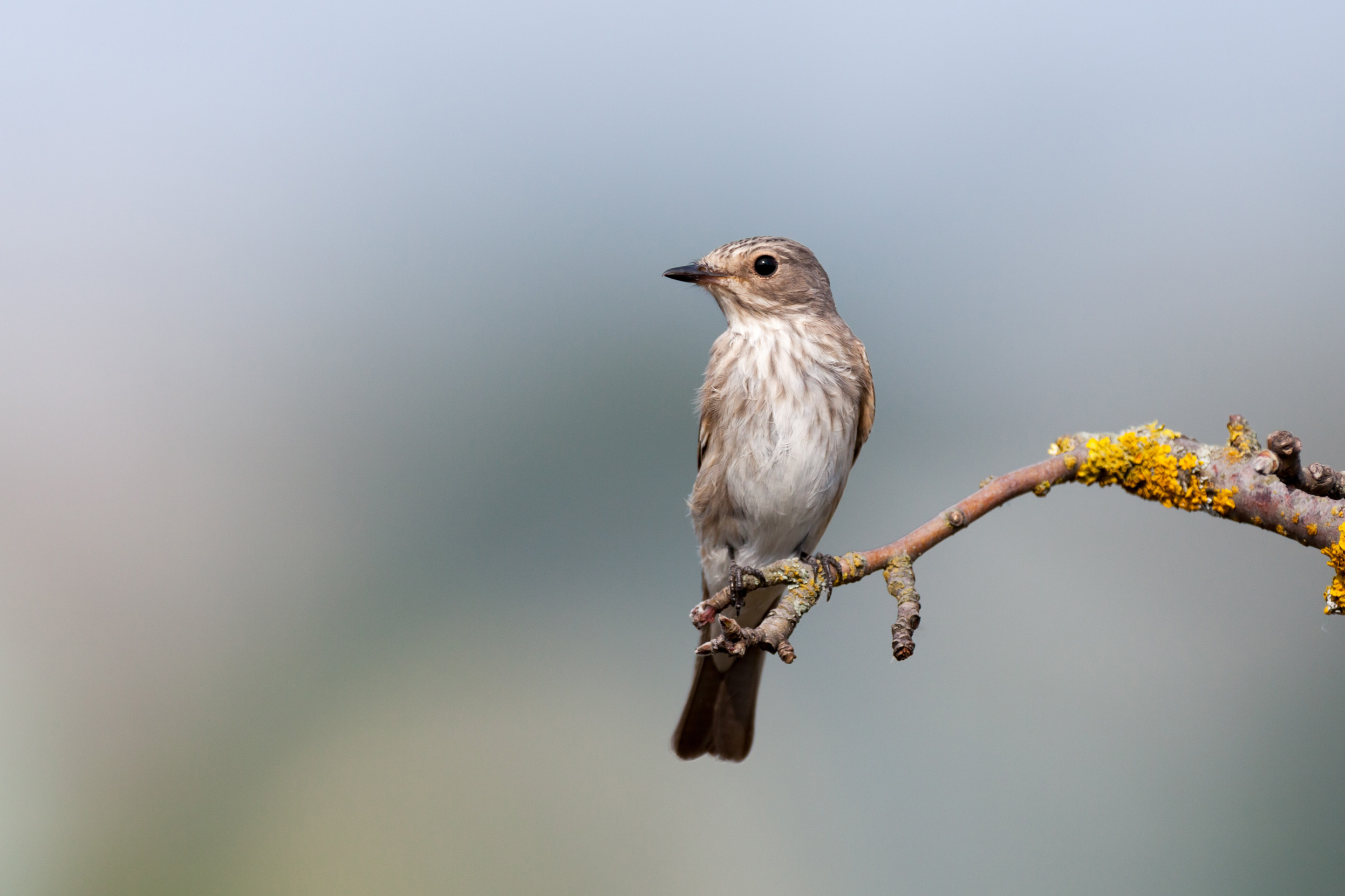 A lone Spotted Flycatcher perched of the end of a lichen covered branch.