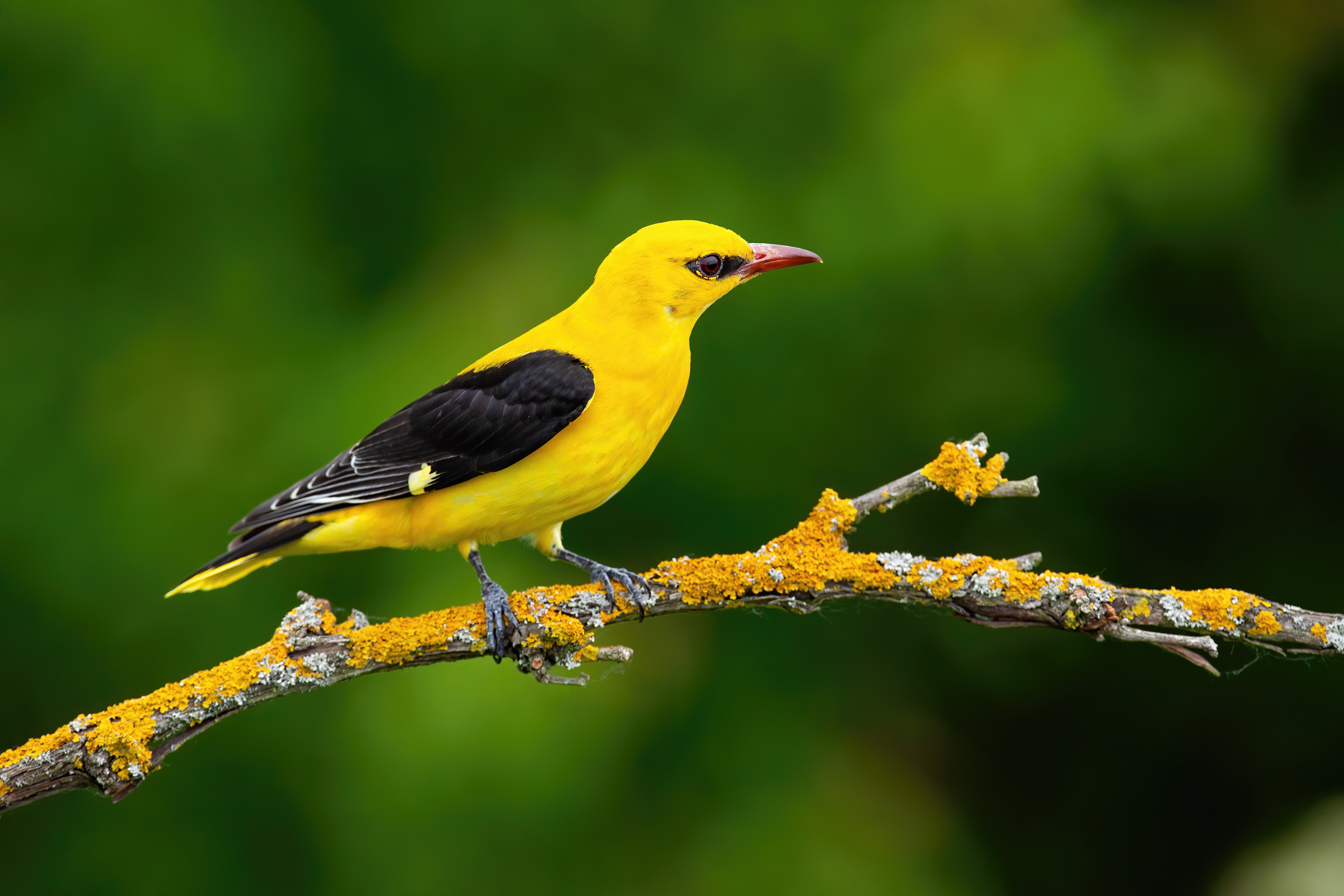 A male Golden Oriole perched on a branch covered in yellow moss.