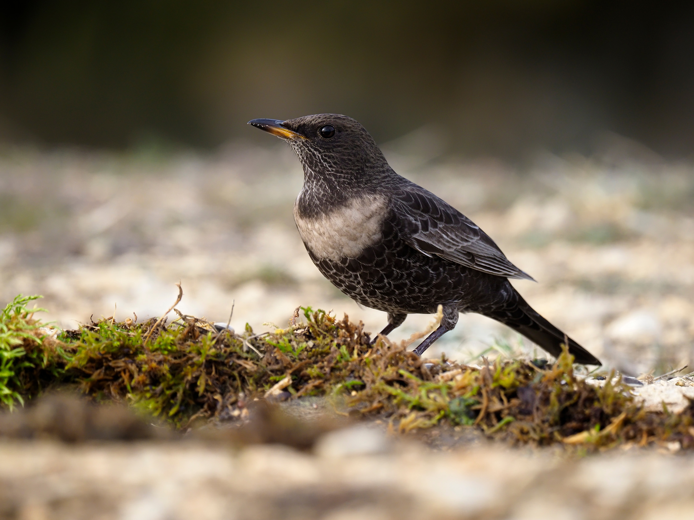 A lone female Ring Ouzel stood on mossy ground.