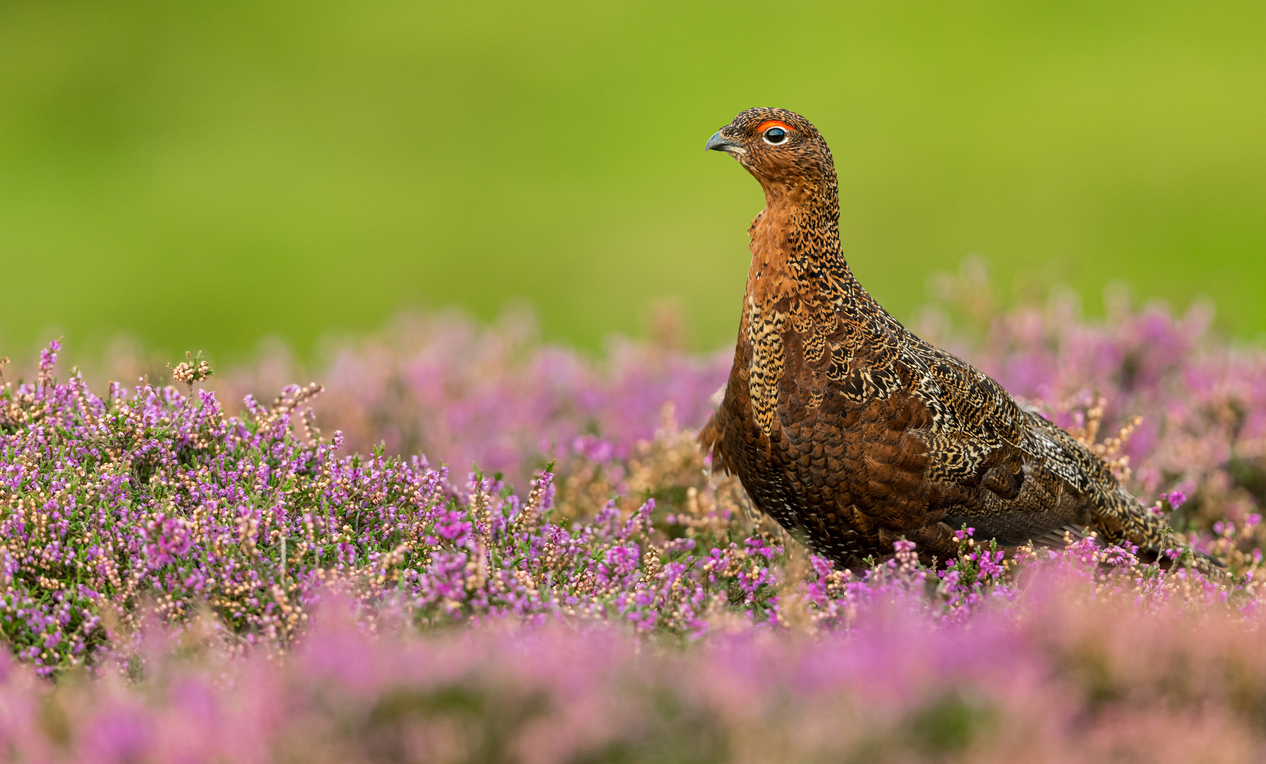 A female Red Grouse stood in purple heather in a heathland.