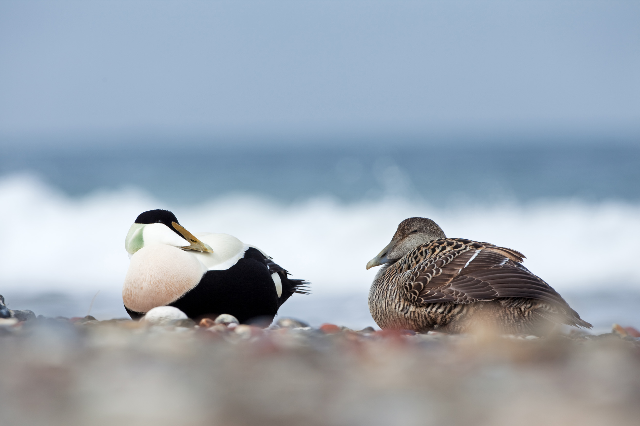 Male and female Eider sitting together on a rocky beach with waves crashing in the background.