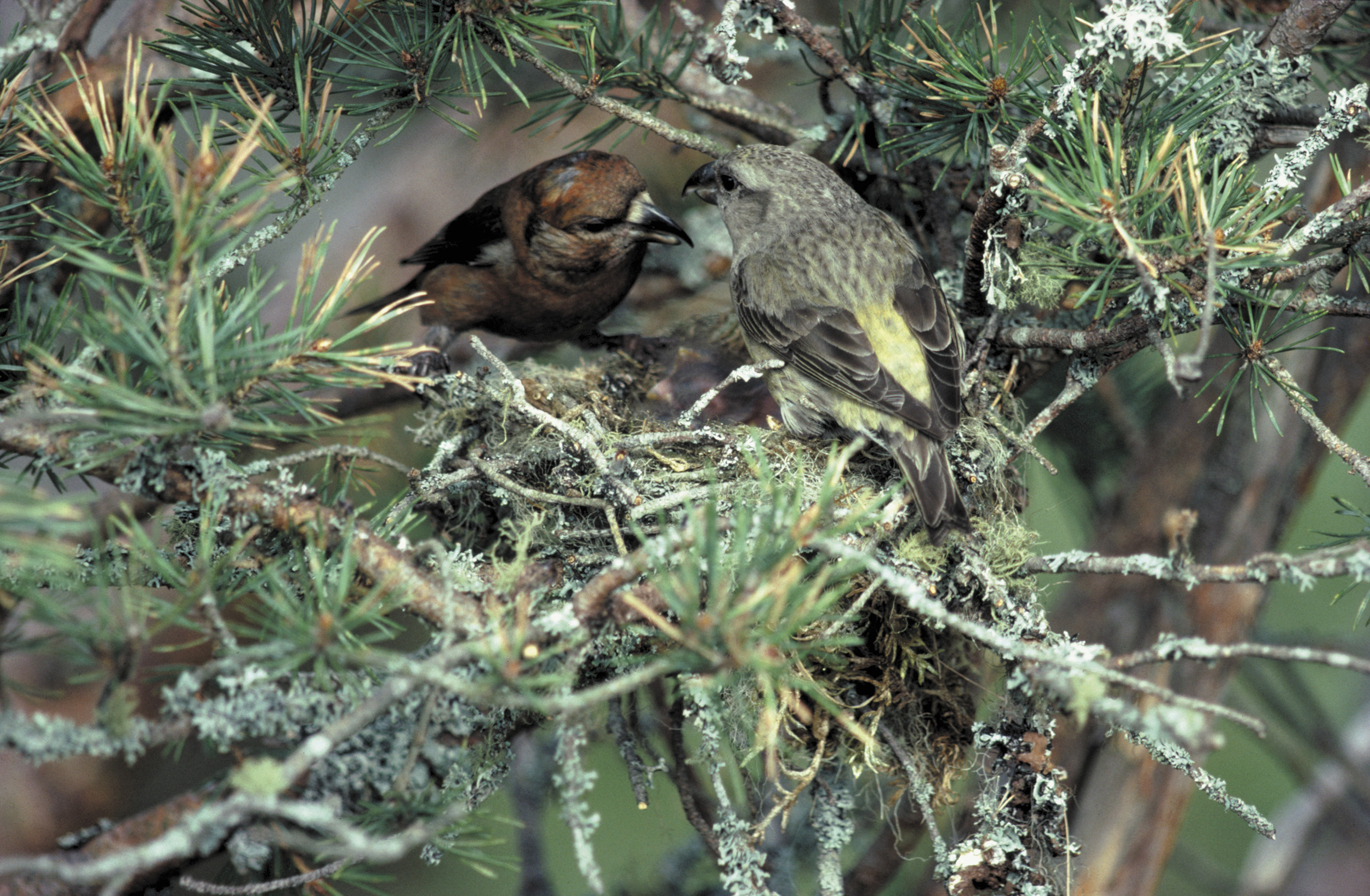 Two Scottish Crossbills, one male and one female perched in a tree.