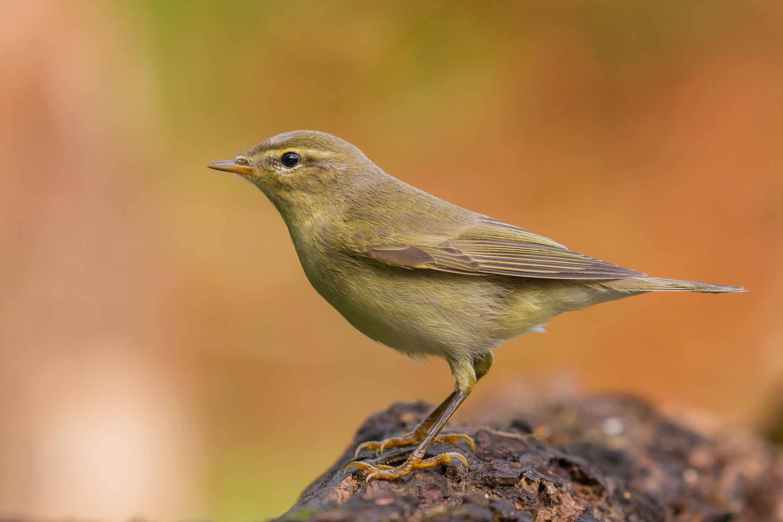 A lone Willow Warbler stood at the top of a rock.
