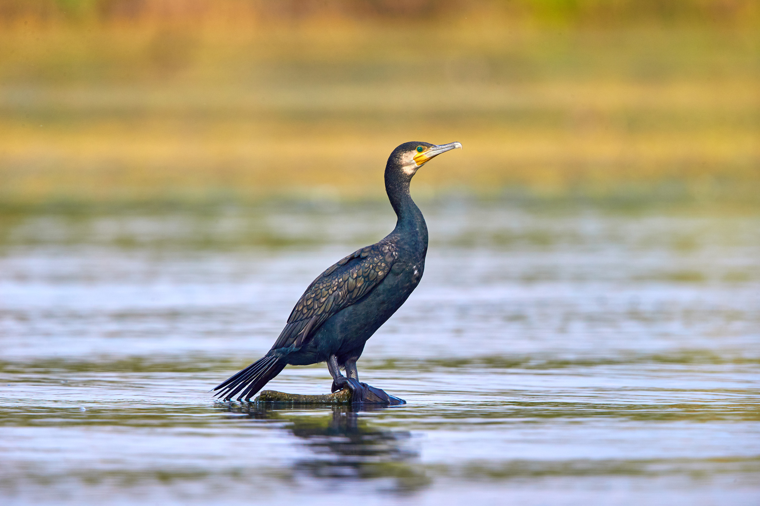 Cormorant standing on a rock in a body of water.