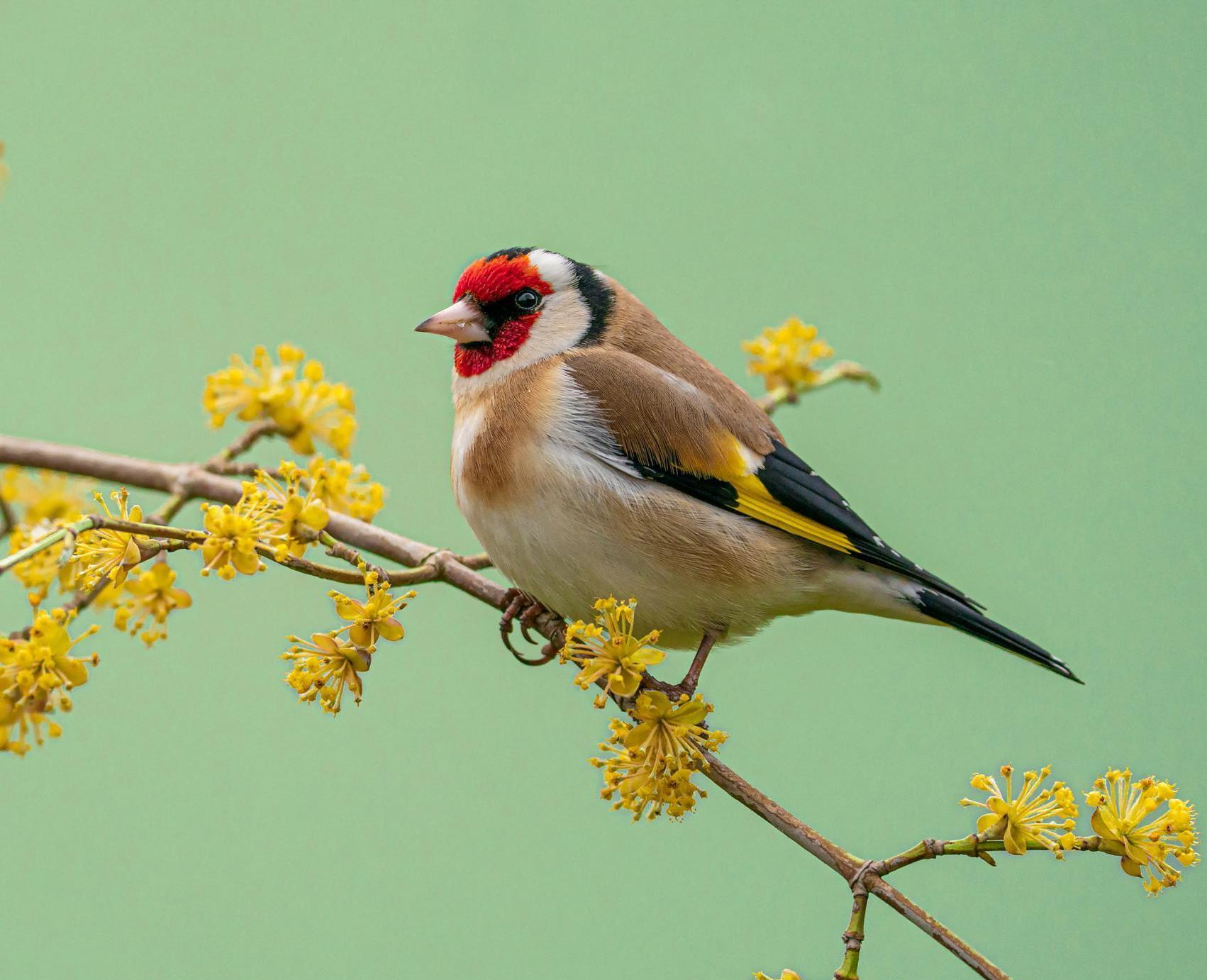A lone Goldfinch perched on a branch surrounded by yellow leaves.
