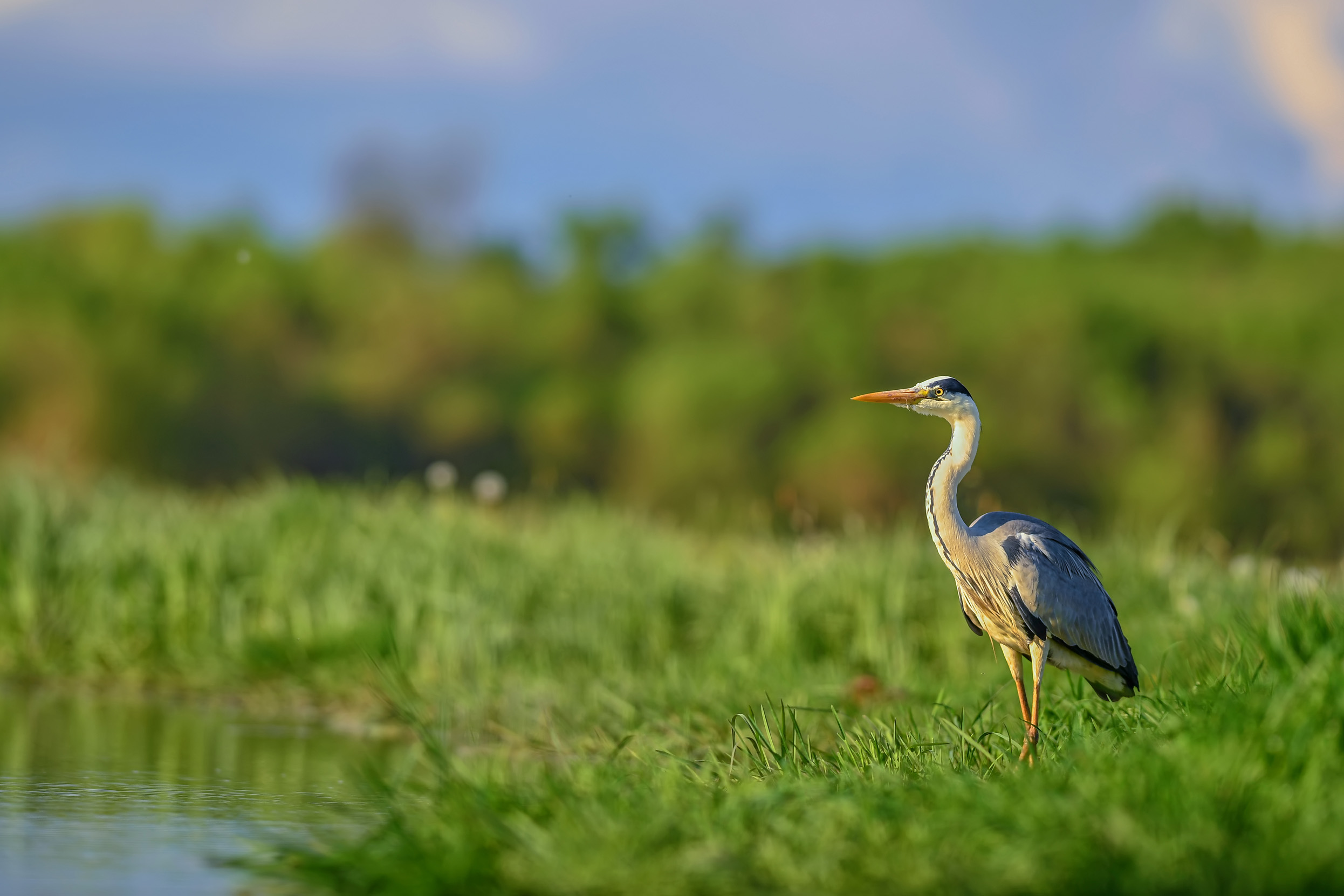 A lone Grey Heron stood between the reeds at a lake.