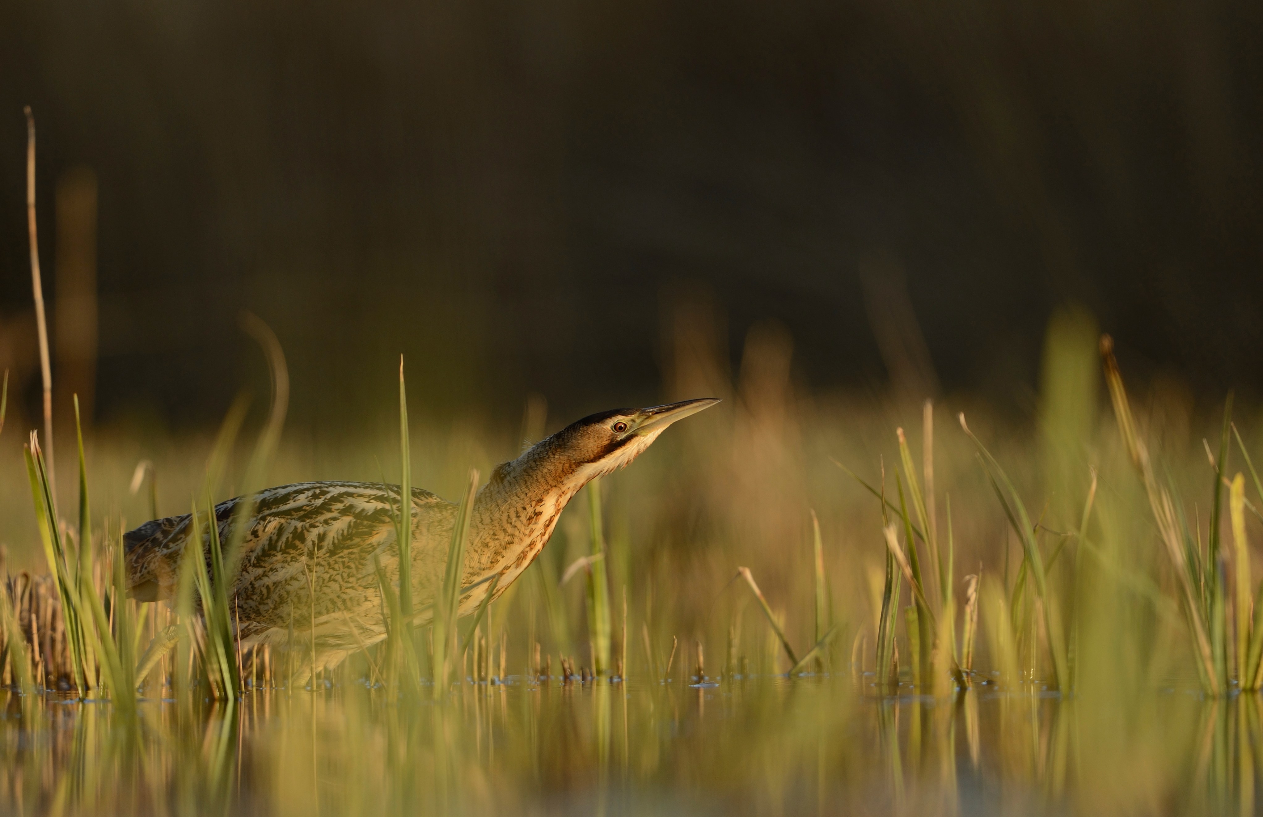 A lone Bittern walking through low reeds.
