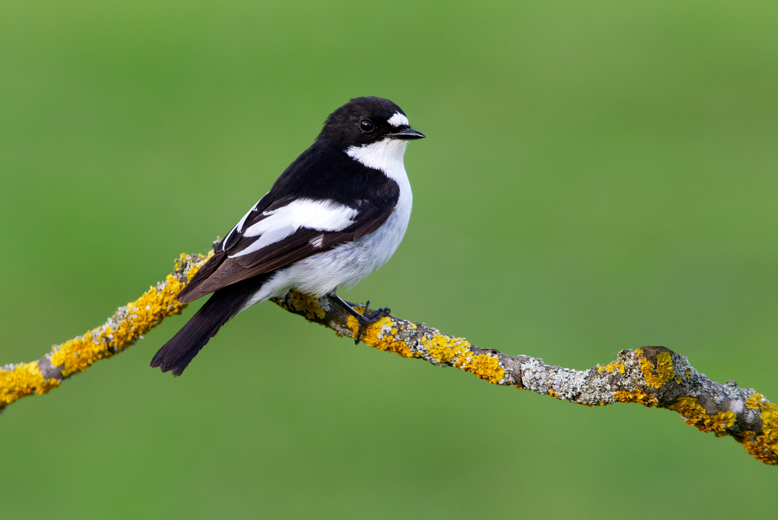 Male Pied Flycatcher perched on lichen covered twig