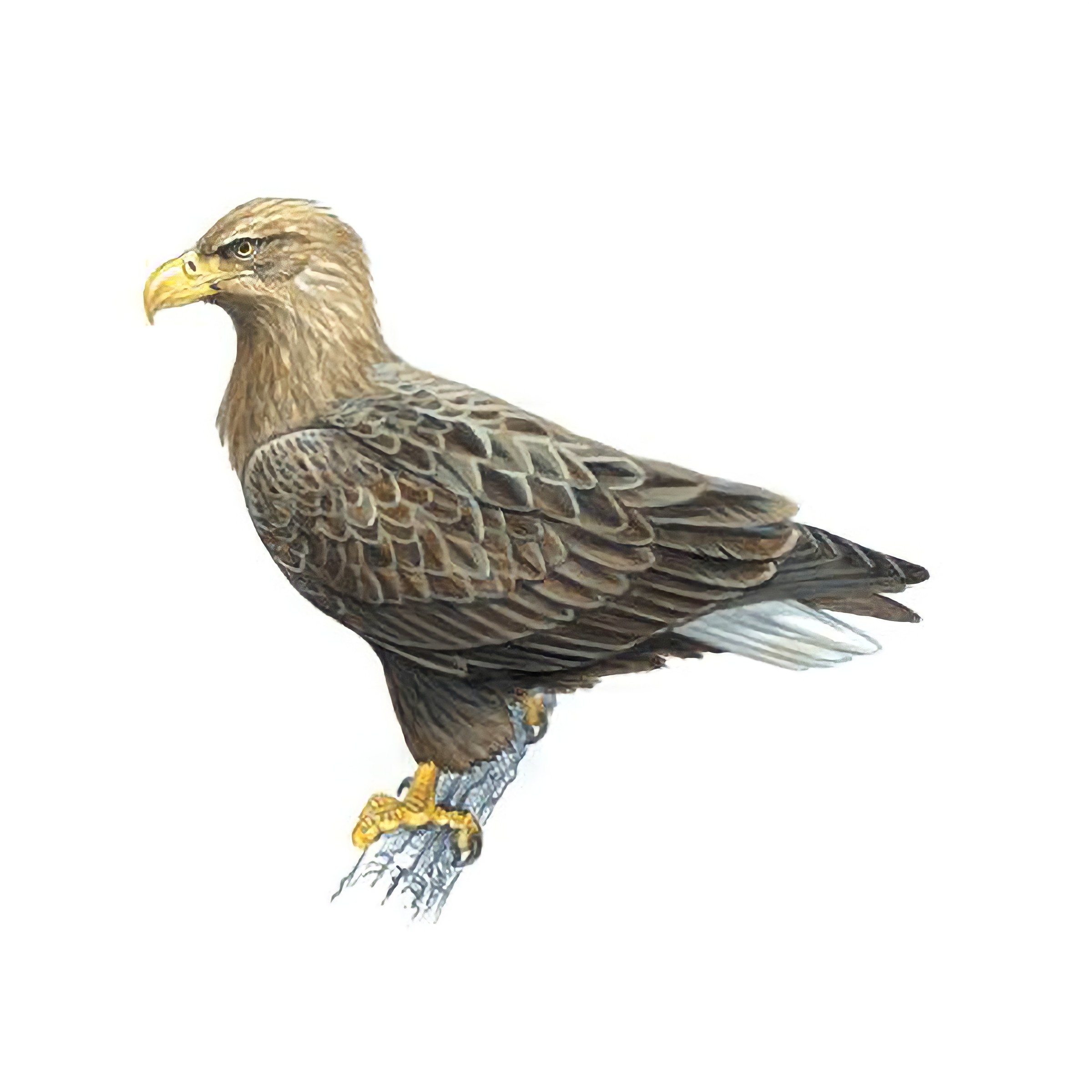 White-Tailed Eagle Facts