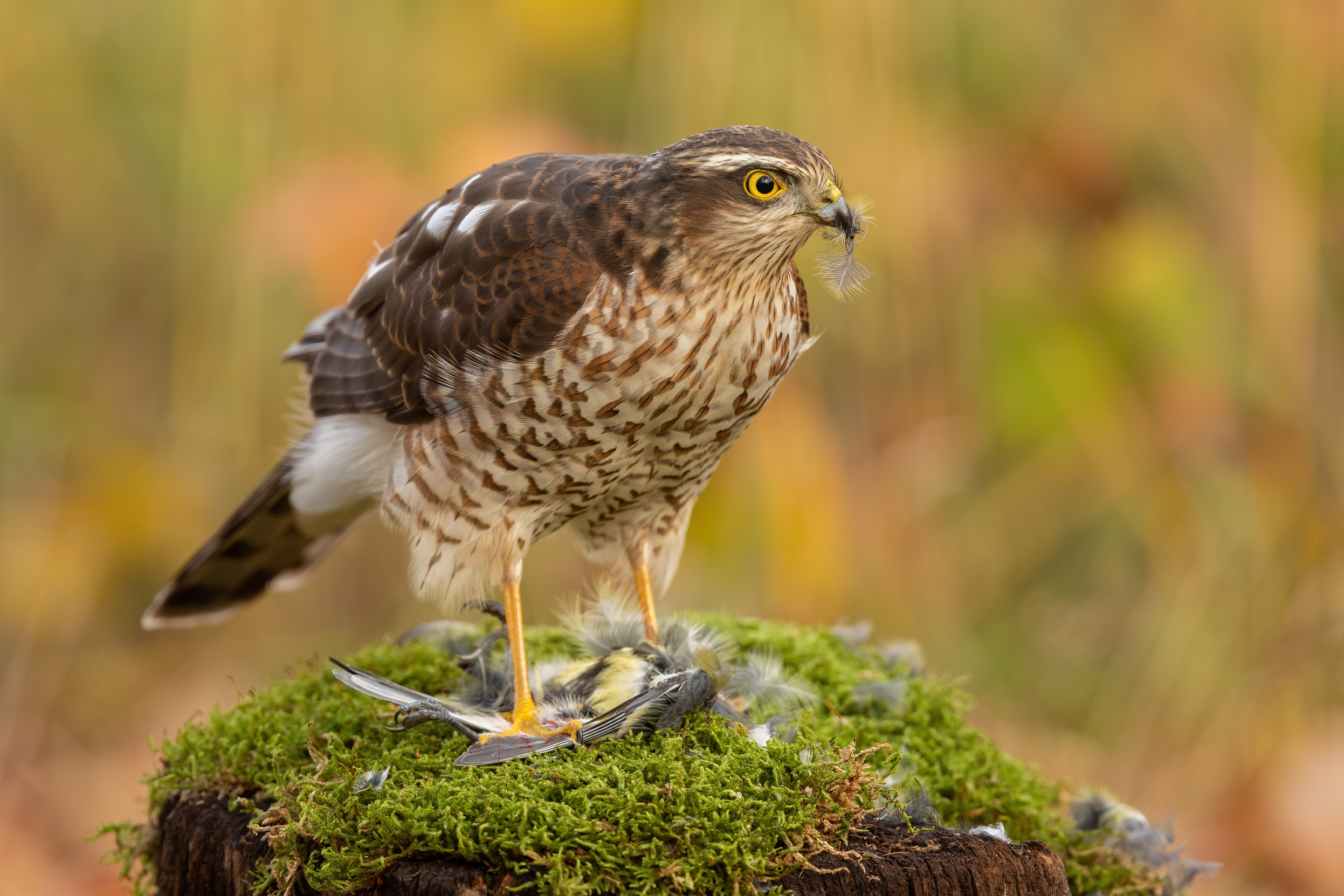 A female Sparrowhawk perched on a moss covered rock with her kill under her talon after a successful hunt.