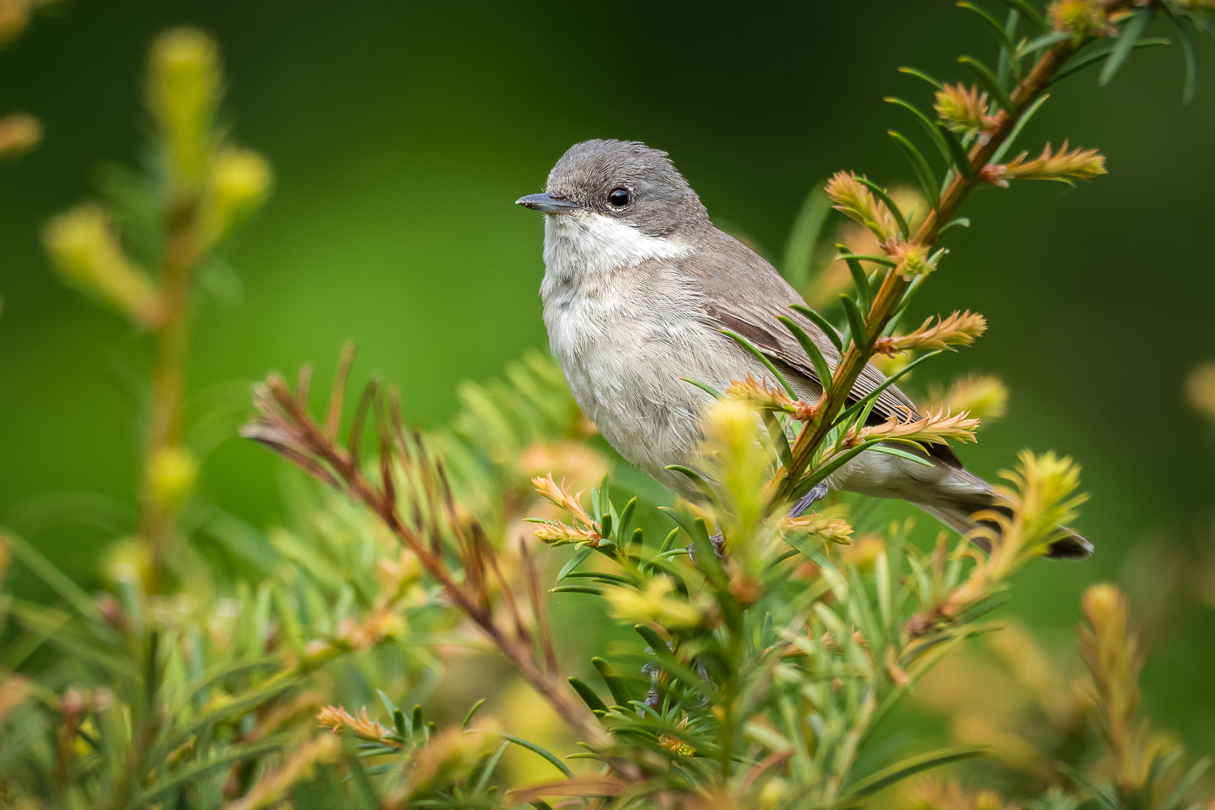 A lone Lesser Whitethroat adult sat on a tree branch surrounded by pine leaves.