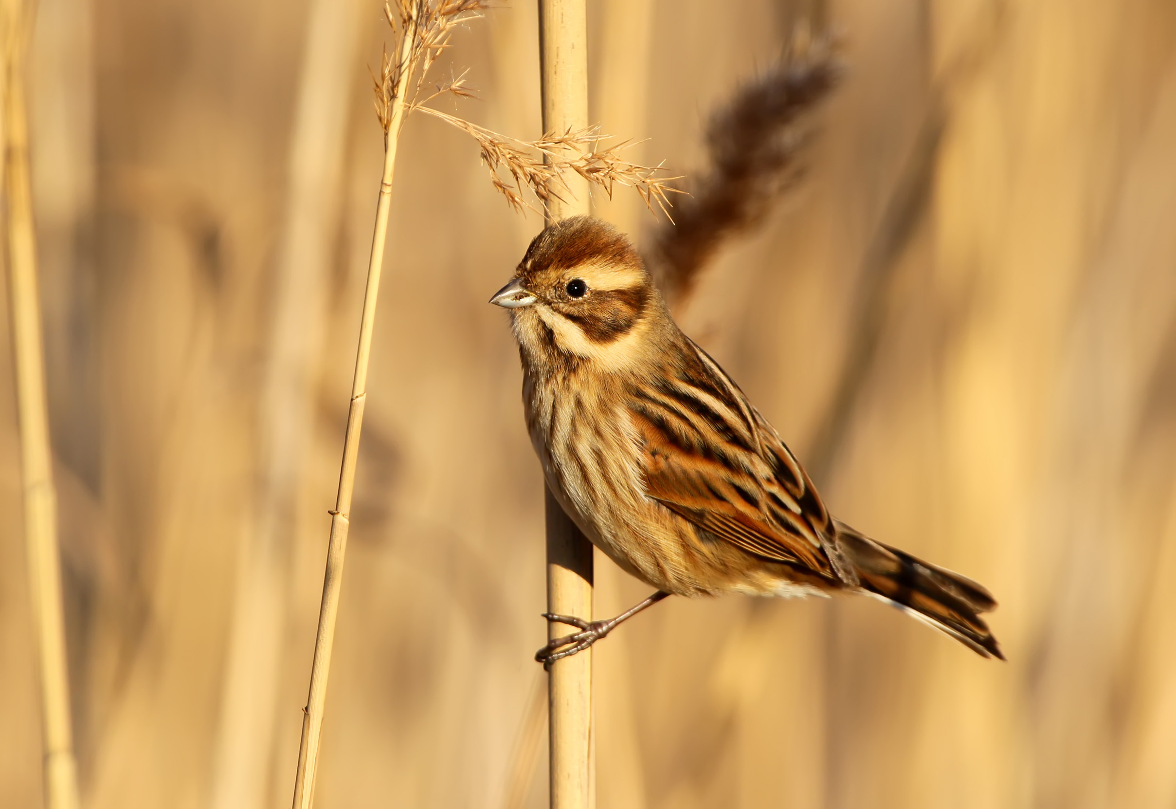 A female Reed Bunting perched on a reed basking in the warm sunlight.