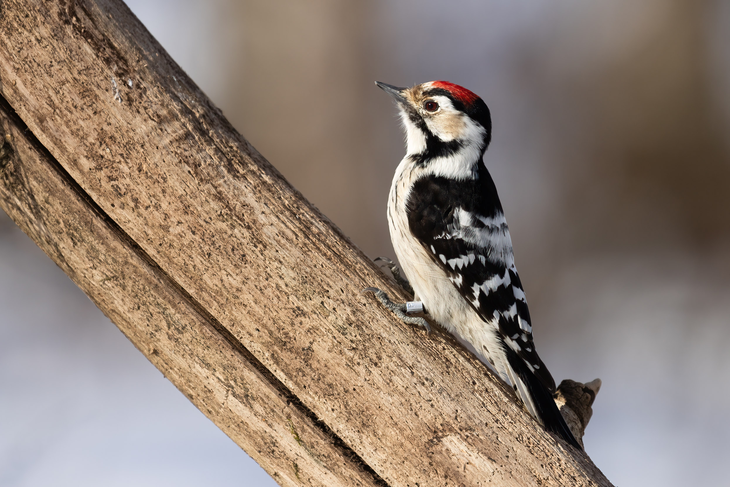 A lone Lesser Spotted Woodpecker perched on the side of a tree.