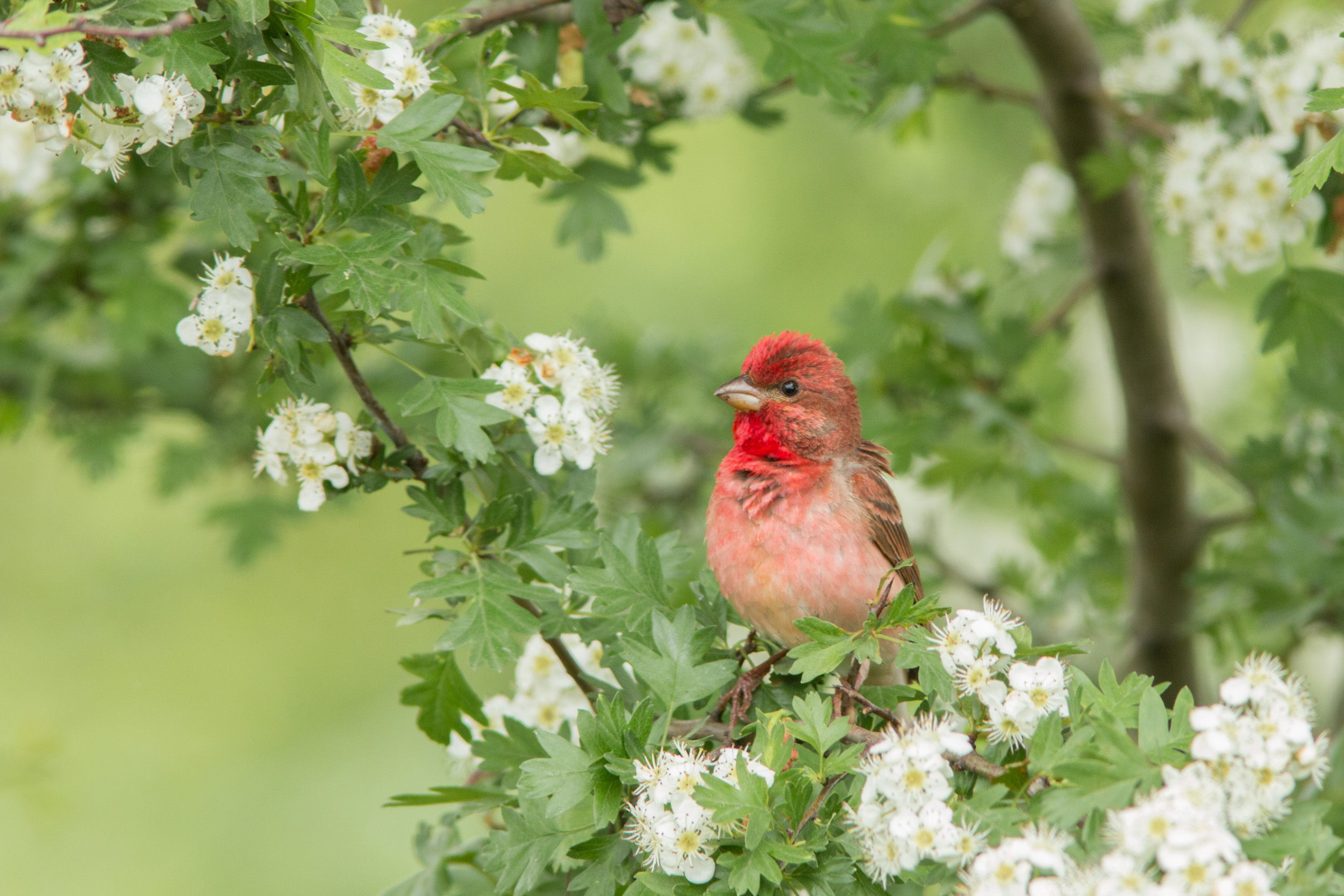 A Common Rosefinch perched on a branch surrounded by white flowers.
