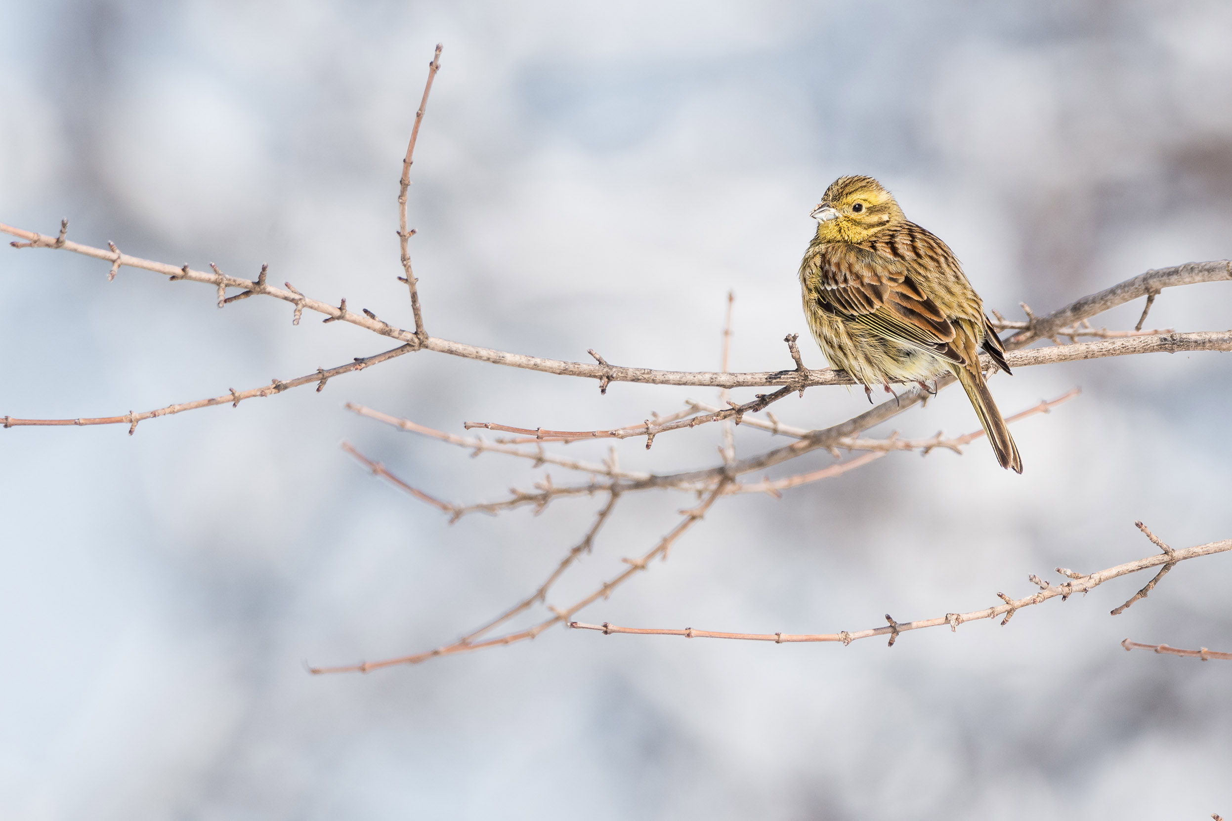A lone Cirl Bunting perched on a branch with their back to us turning their head to the side.