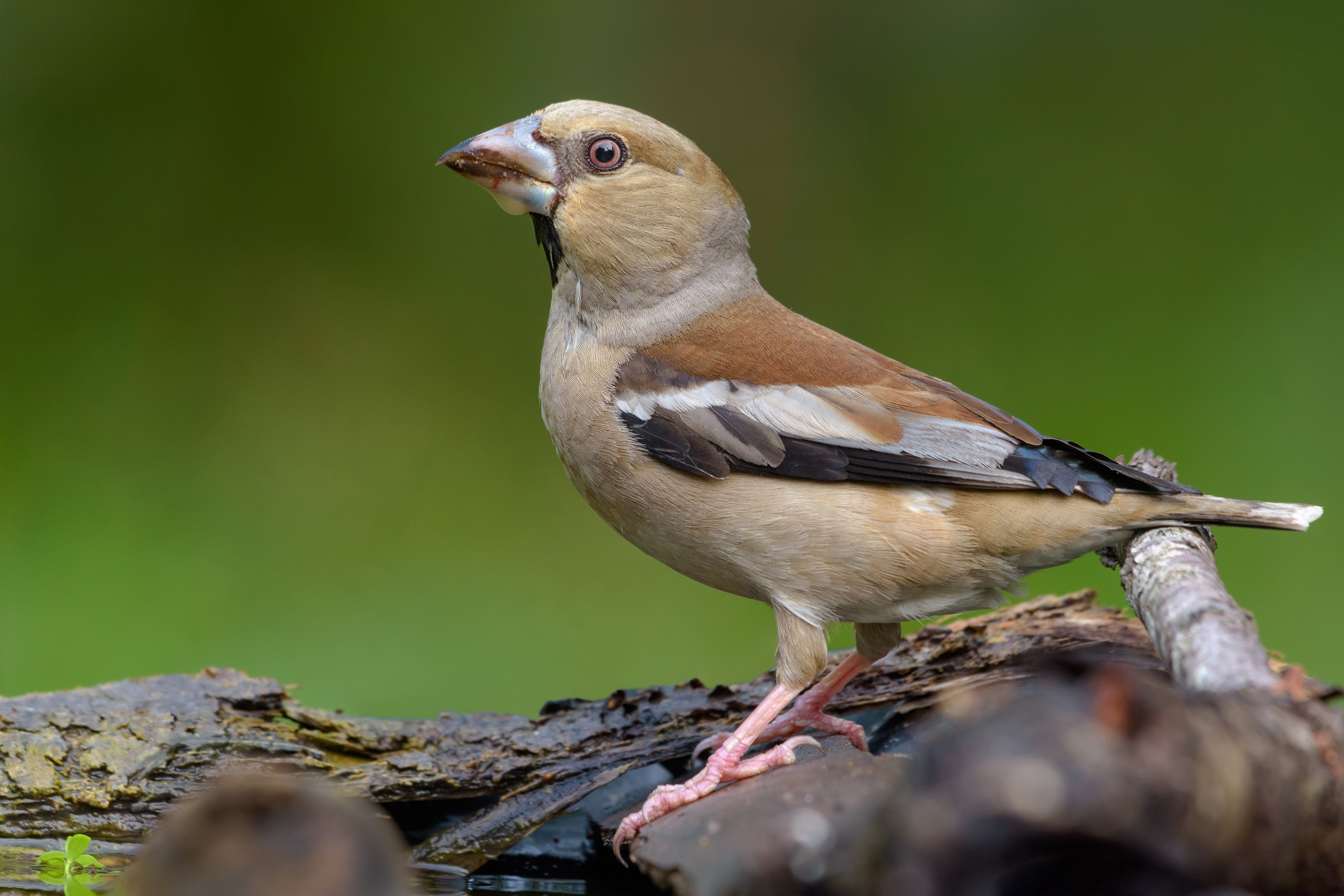 A lone female Hawfinch stood on stones.
