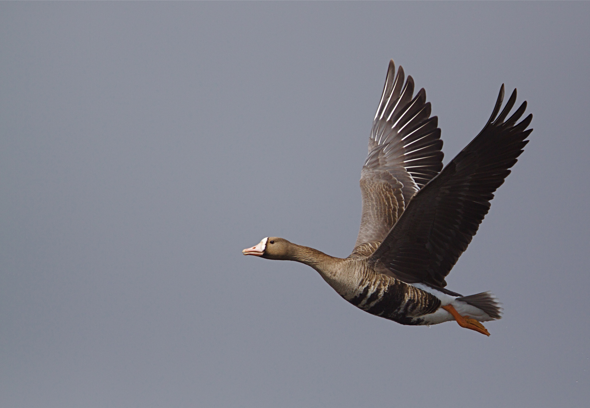 Dark grey goose with a pale pink bill and orange feet, in mid flight with wings outstretched 