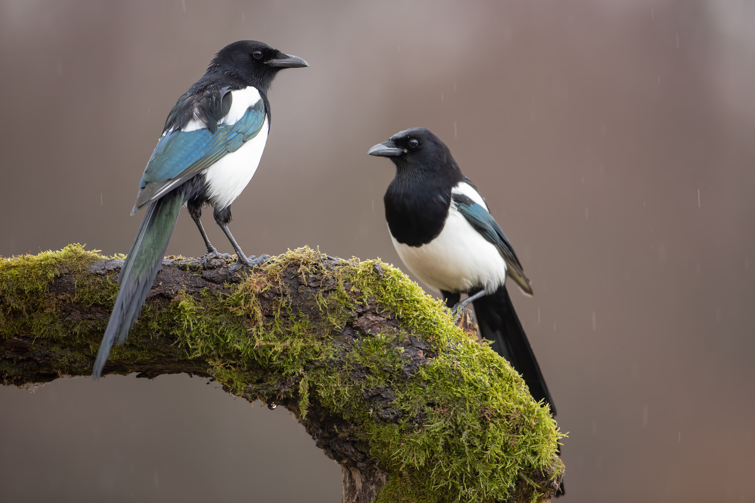 A pair of Magpies perched on a moss covered log in the rain.