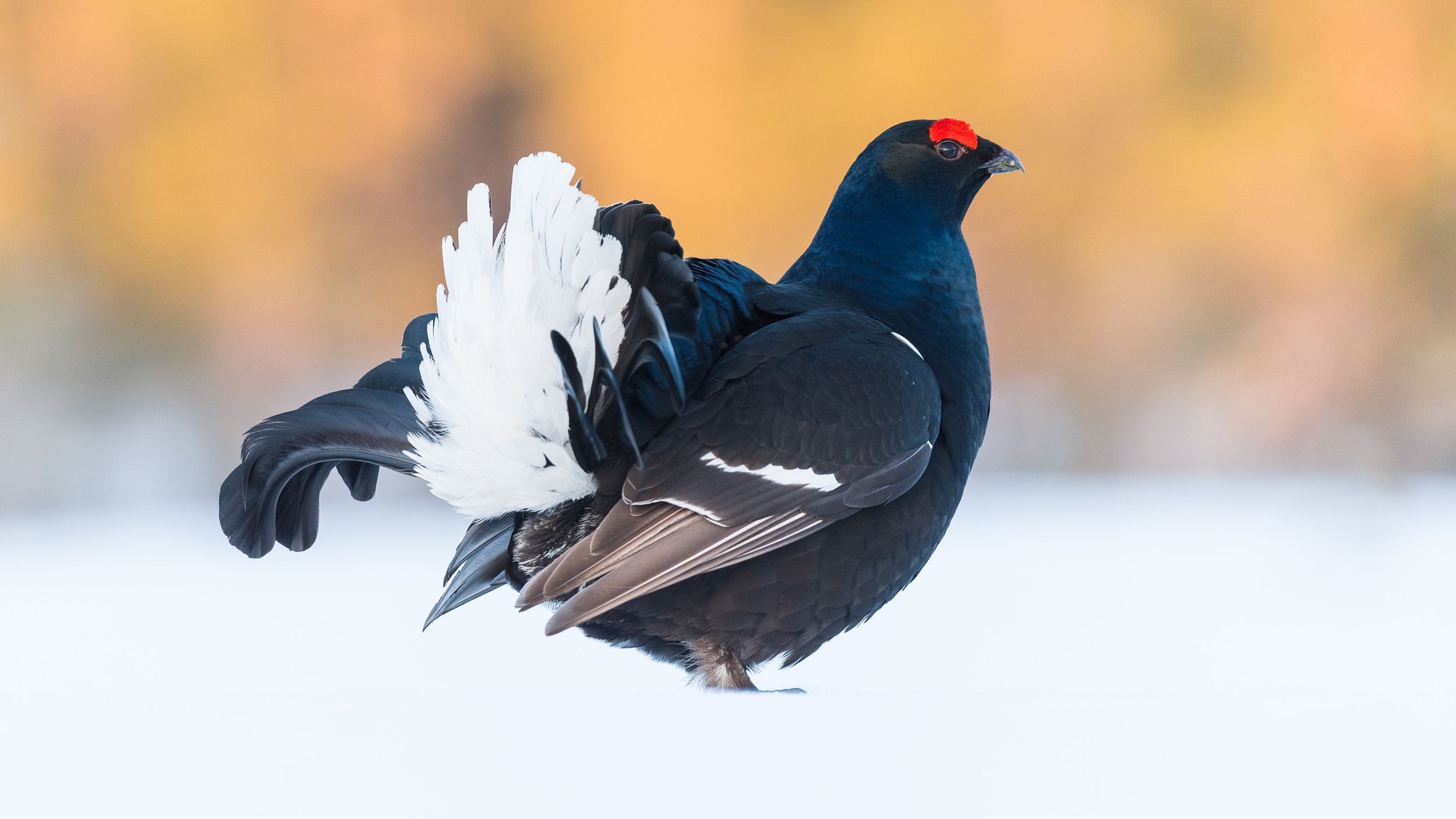A Black Grouse stood in the snow with their back to the camera.