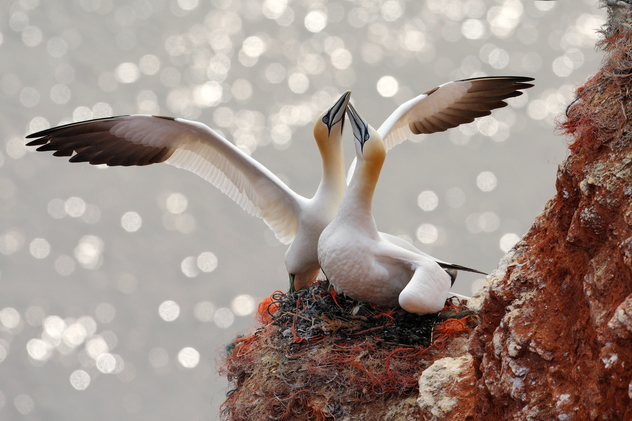 A pair of Gannets on a nest on a cliffs edge next to the sea.