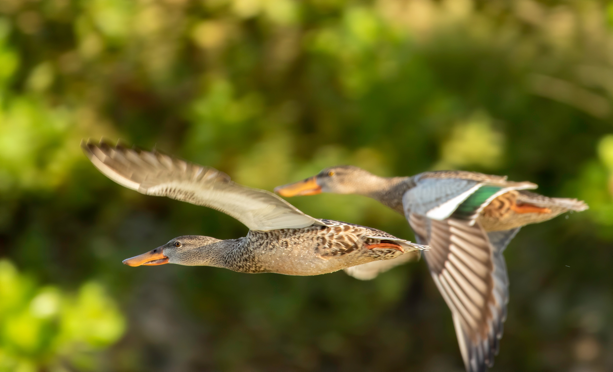 A pair of female Shoveler Ducks in mid flight in front of a forest of trees.