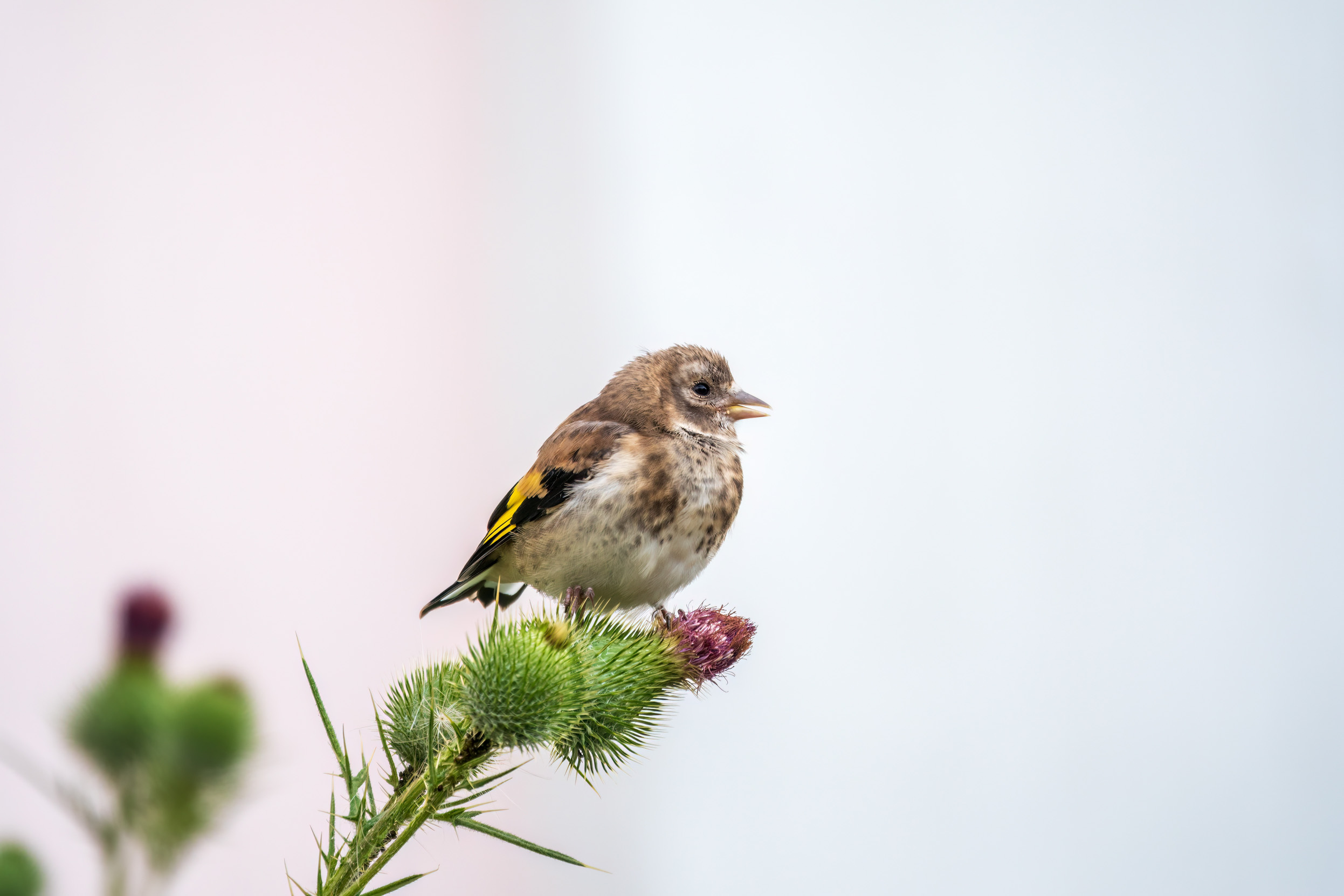 A juvenile Goldfinch perched on some thistles.