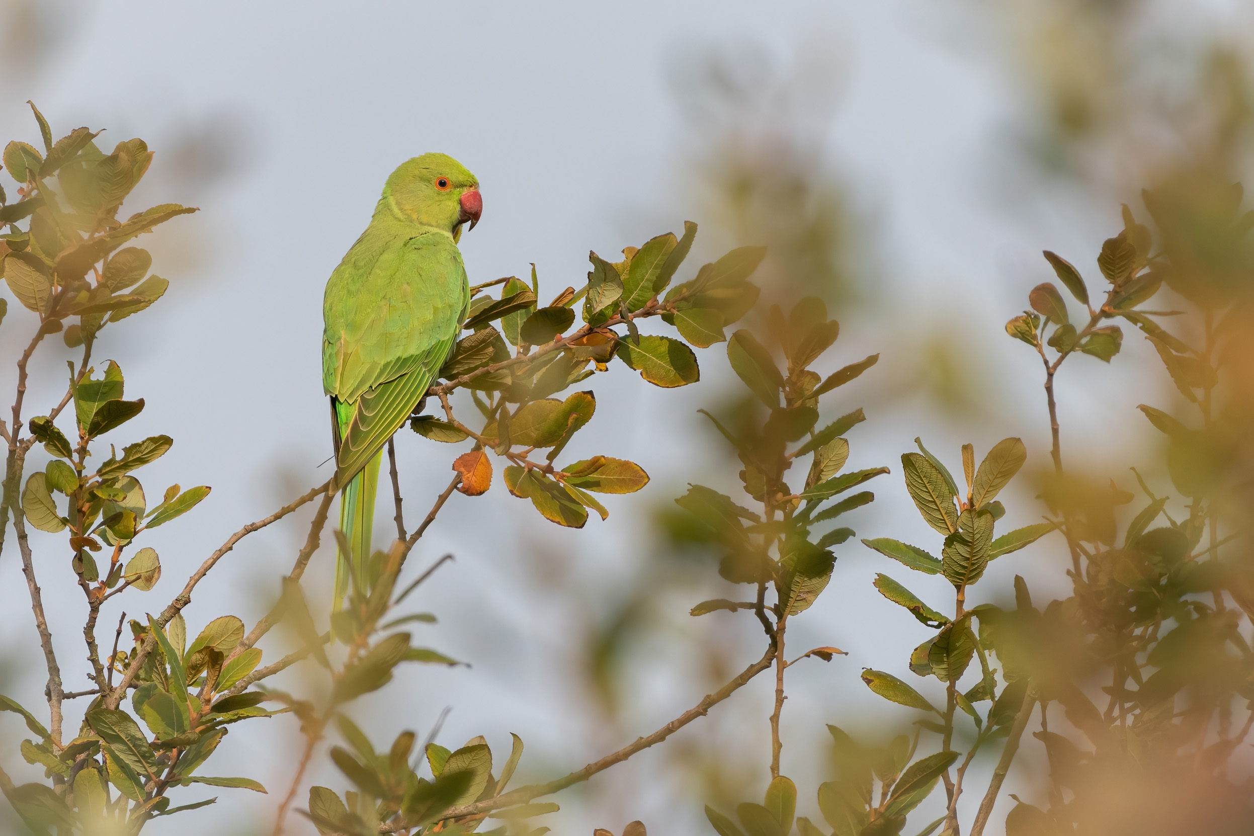 A lone Ring-necked Parakeet perched at the top of a tree, surrounded by green leaves,