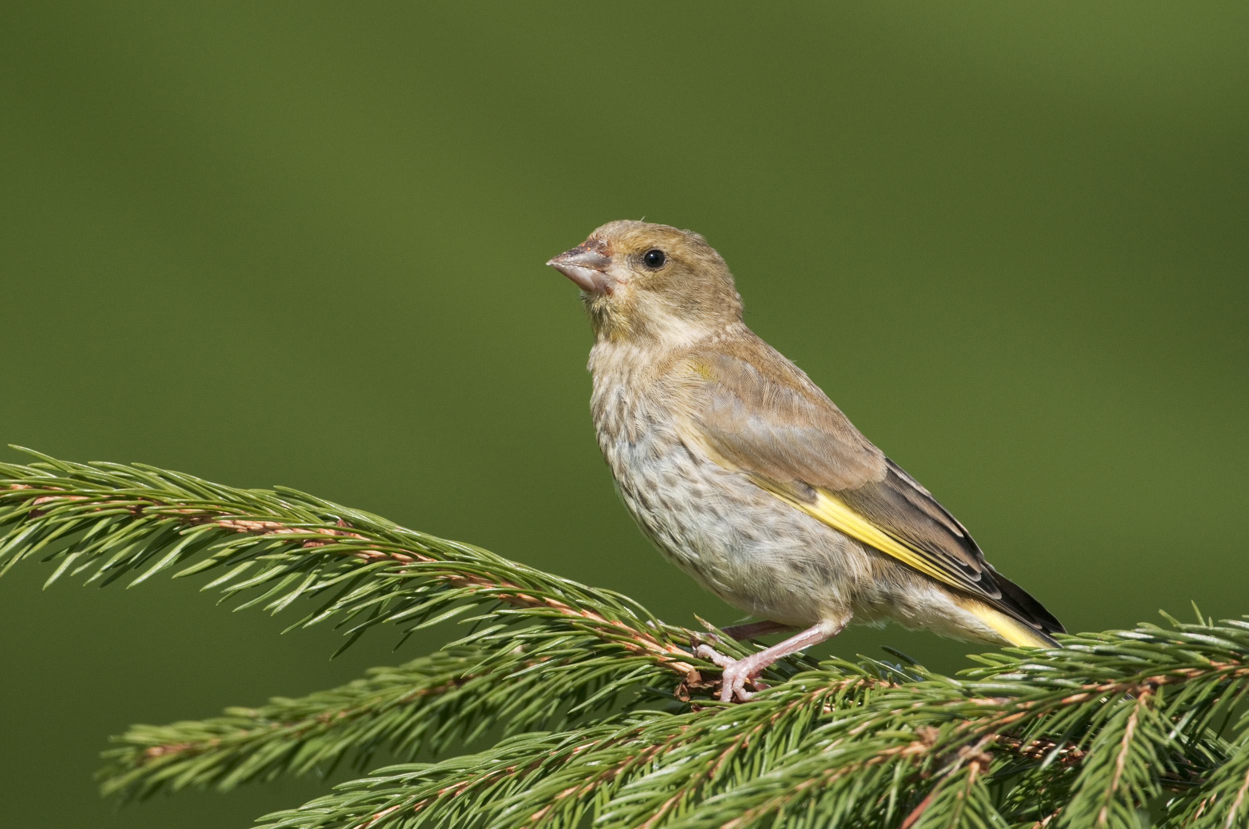 A lone juvenile Greenfinch perched on a conifer branch.