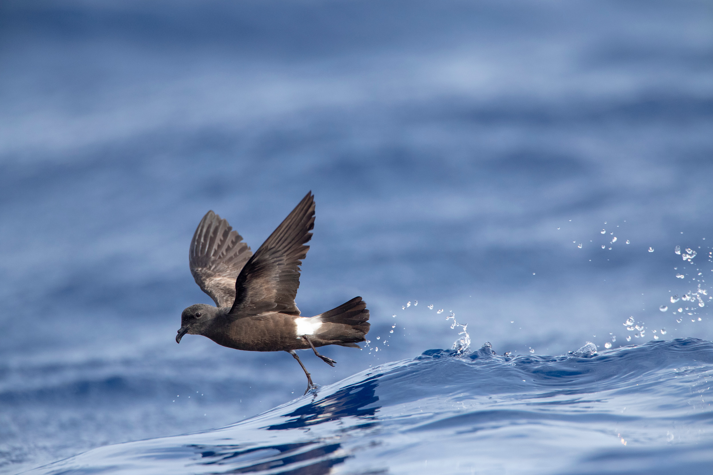 A lone Storm Petrel low flying over the sea.