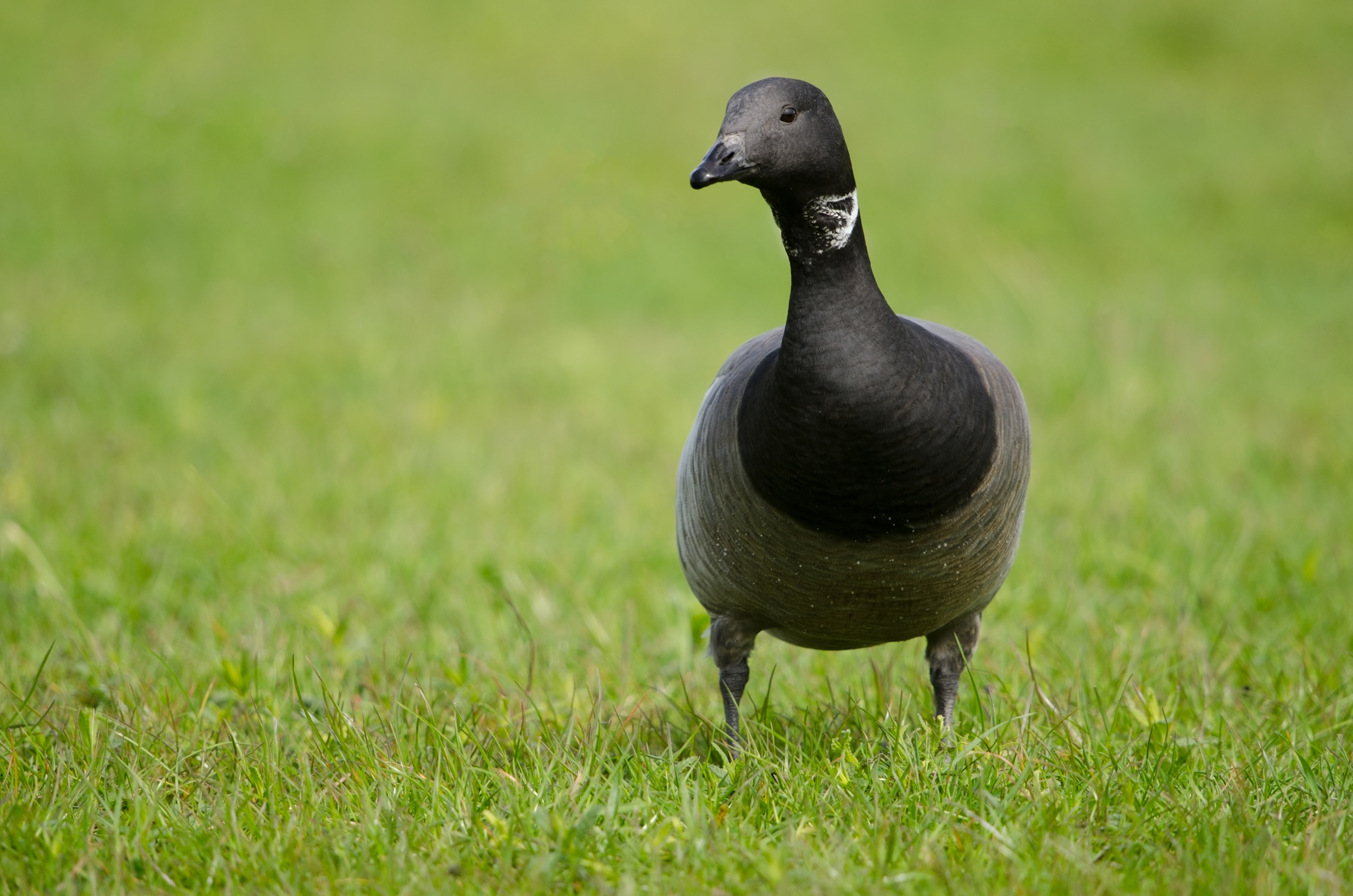 A lone Brent Goose standing in a field of green grass.