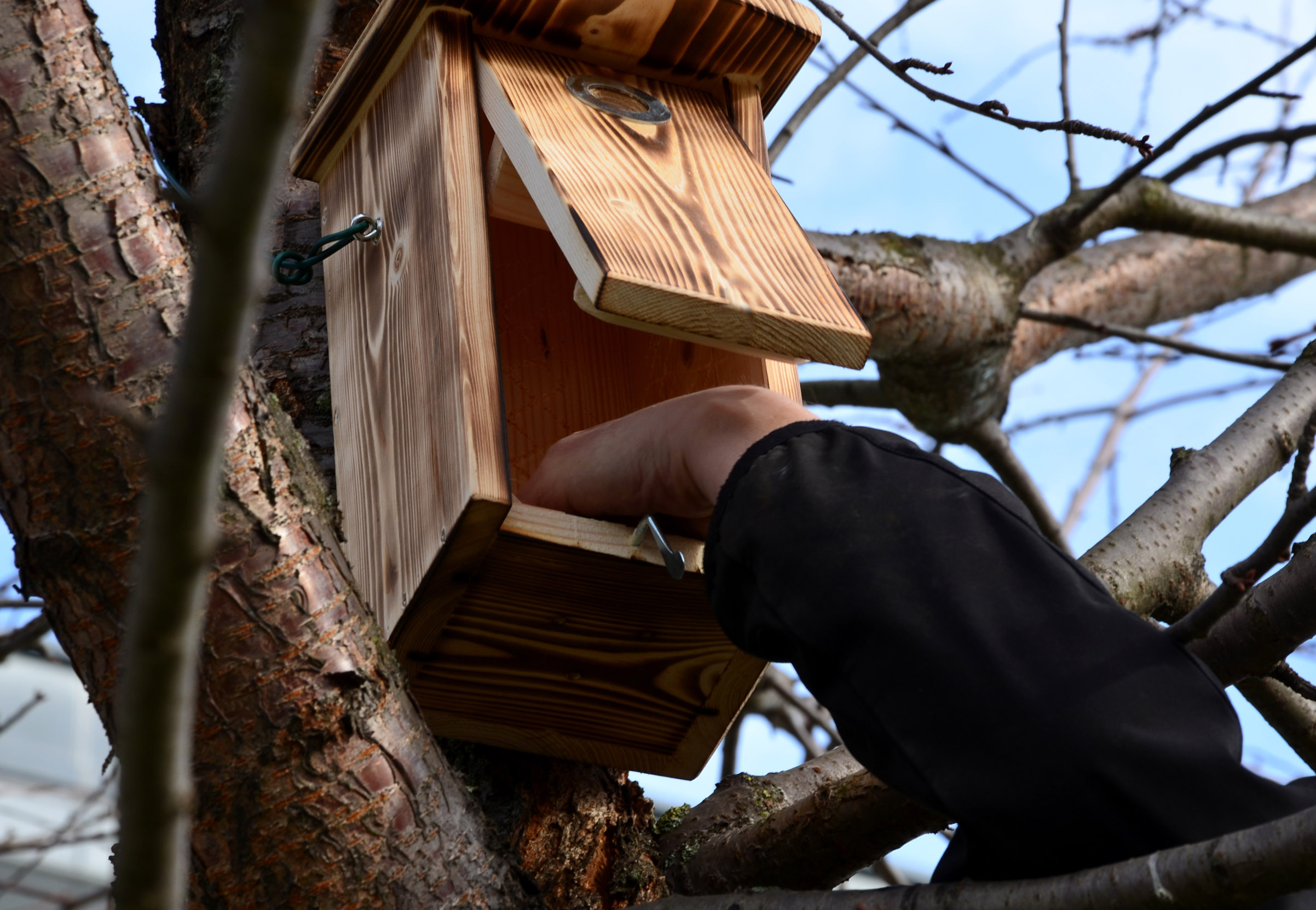 A hand reaching into a wooden nest box, hanging on a tree, to clean it.