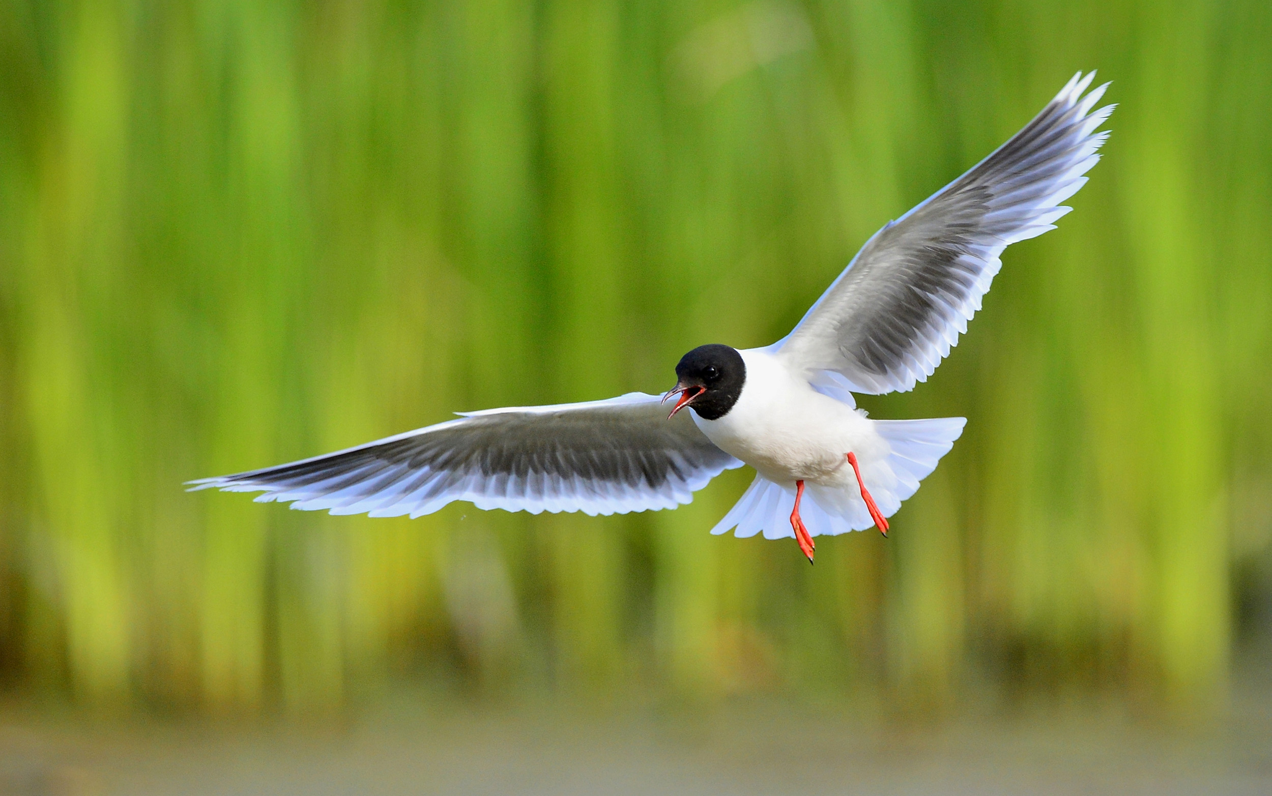 A Little Gull in summer plumage in mid flight with a green grass background.