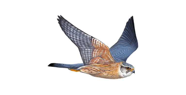 An illustration of a male Merlin.