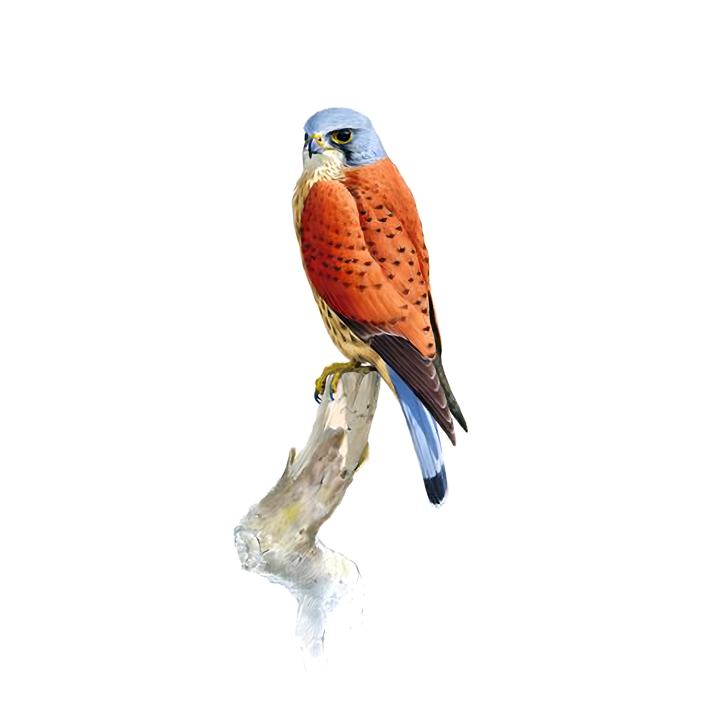 Kestrel Bird Facts | Falco Tinnunculus